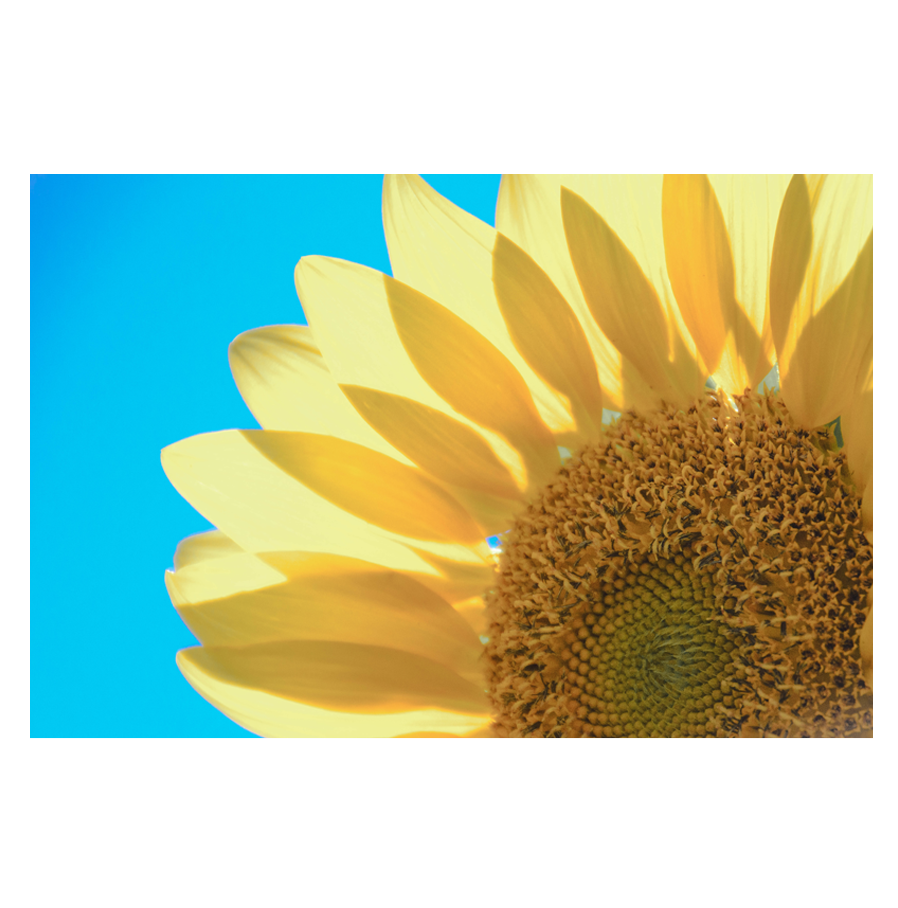 In-the-Sun_.png