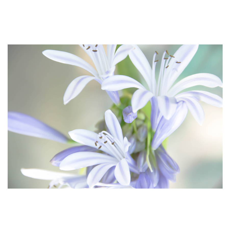 Lavendar Lily