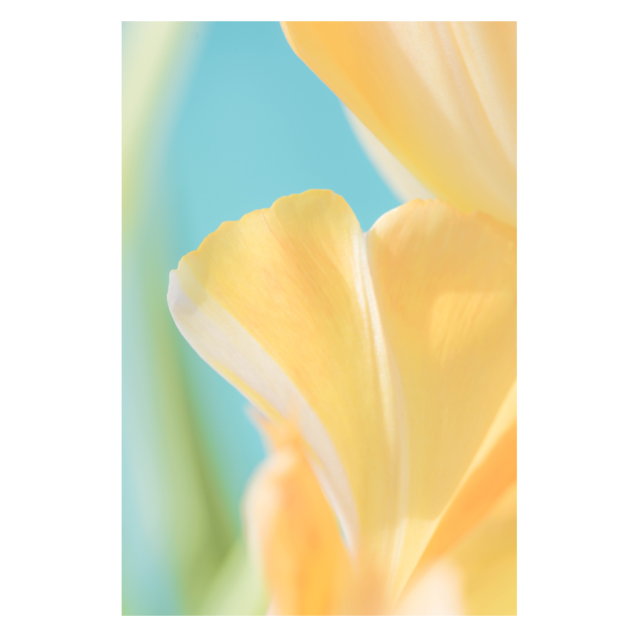 Petal-Dance.png