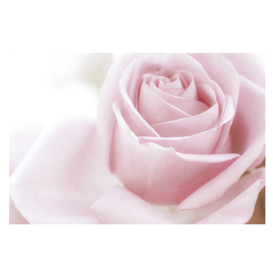 Pink-Glow.png