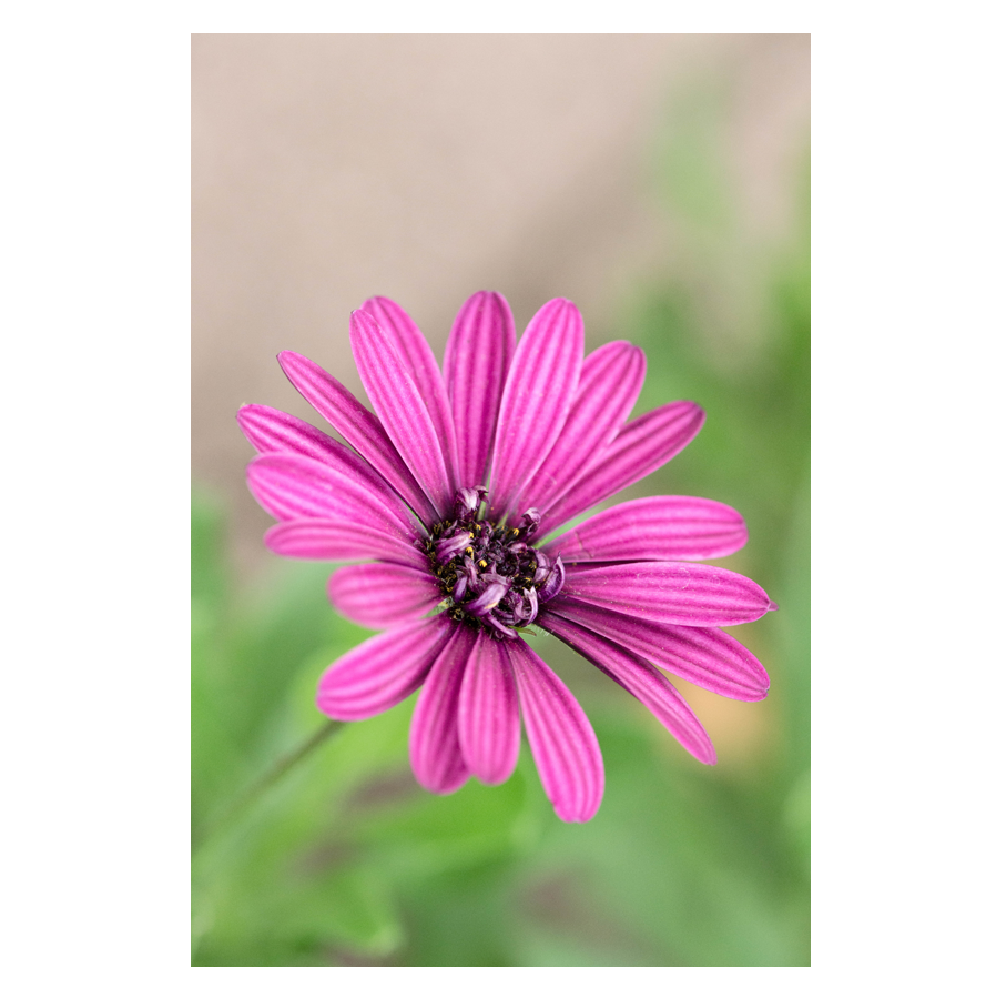 Pink-Lady.png