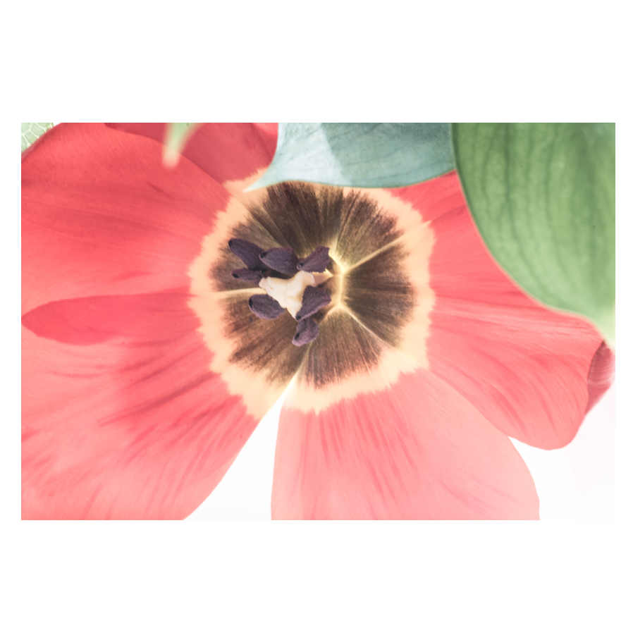 Poppy-Red-2.png