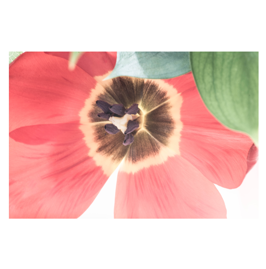 Poppy Red