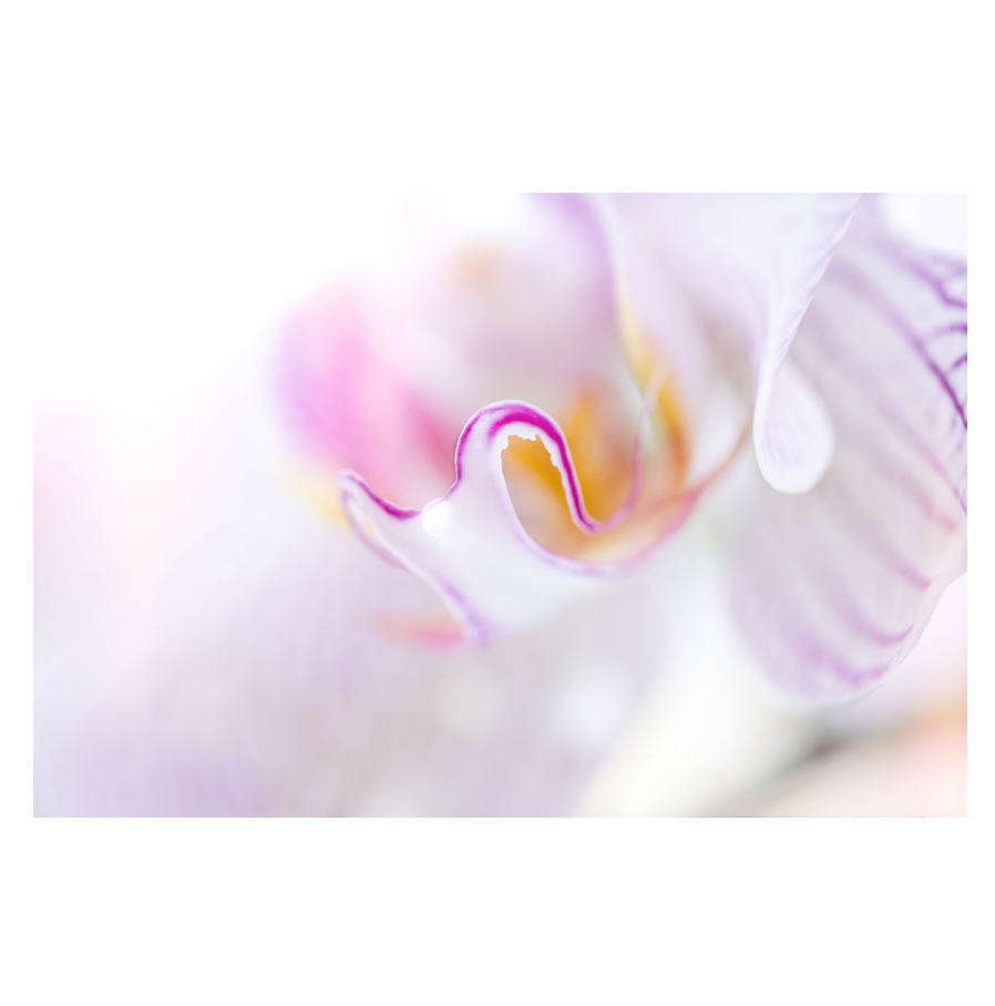 Purple-Haze-_.png