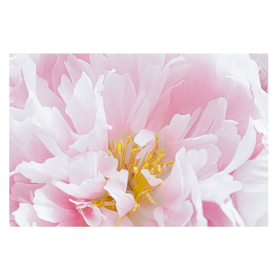 Scent.png