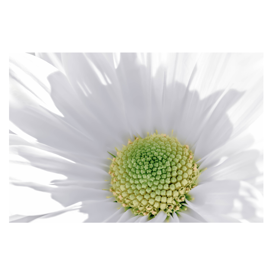 Soft-Spot.png