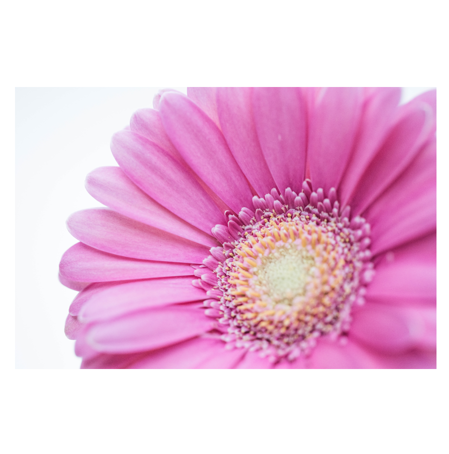 Solitary-Pink.png