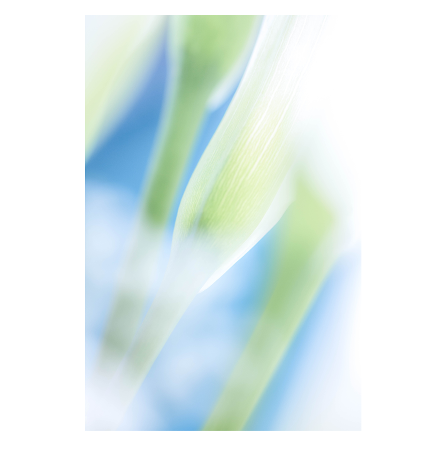 Stalked.png