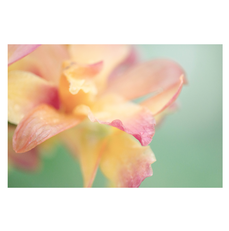 Watercolors-2.png