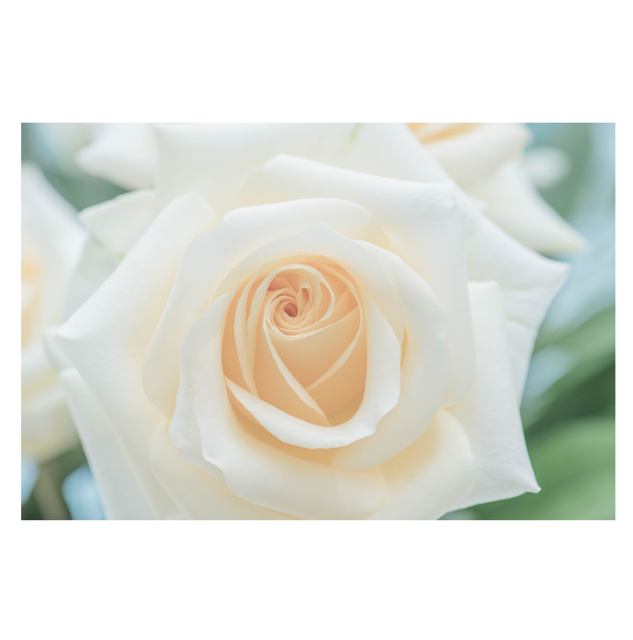 Yellow-Dew.png