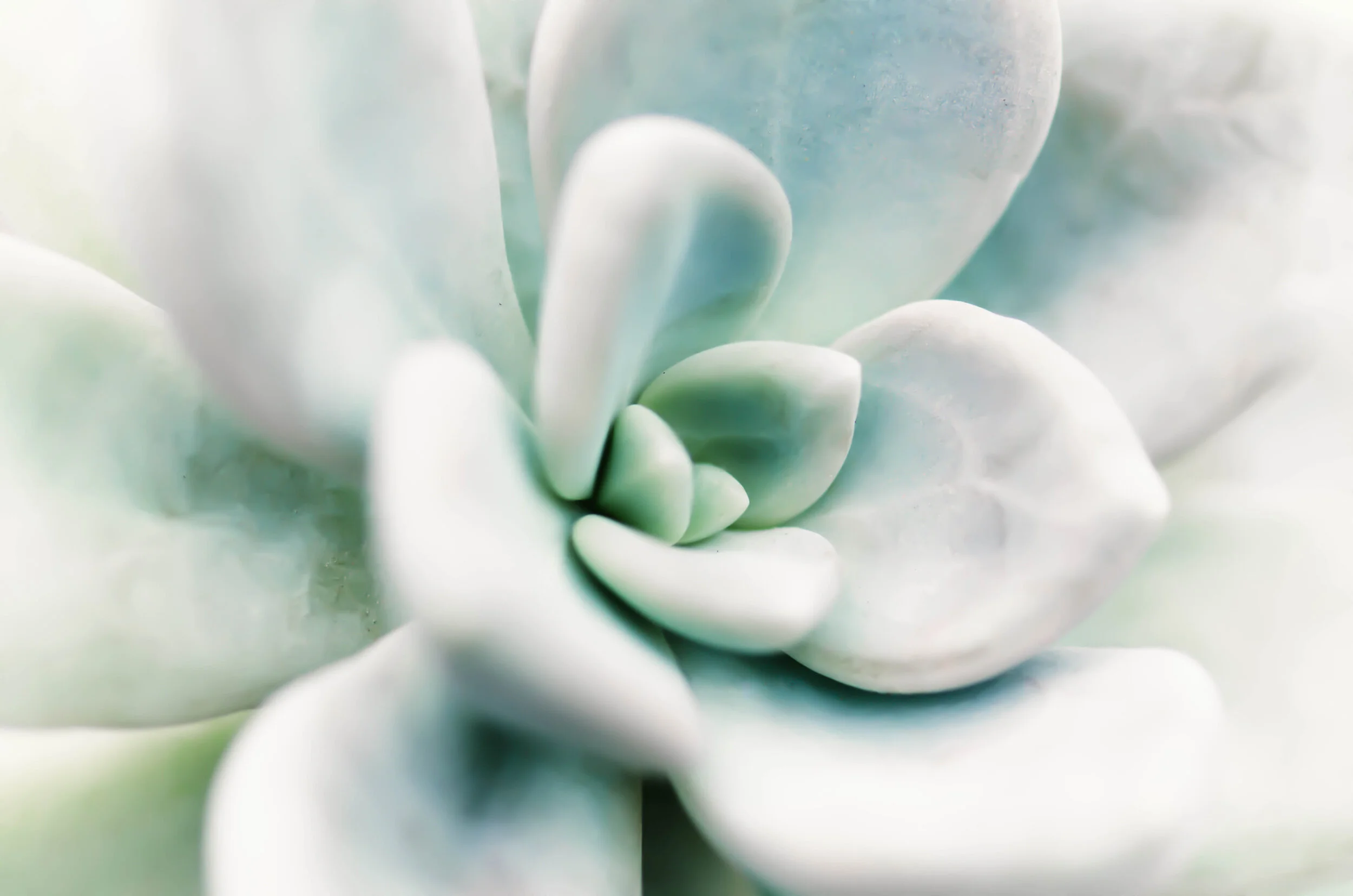 WINTERGREEN