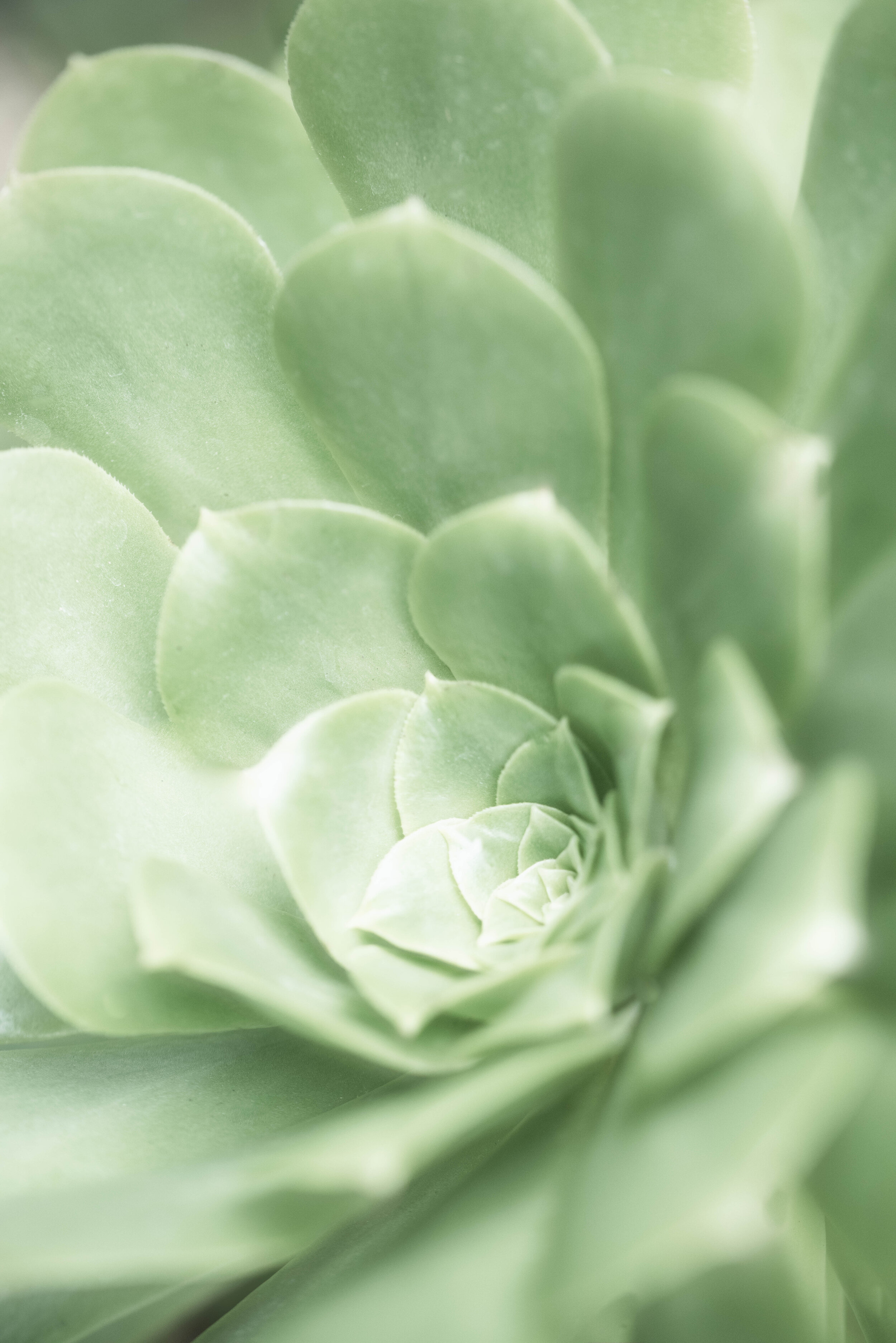 Succulence