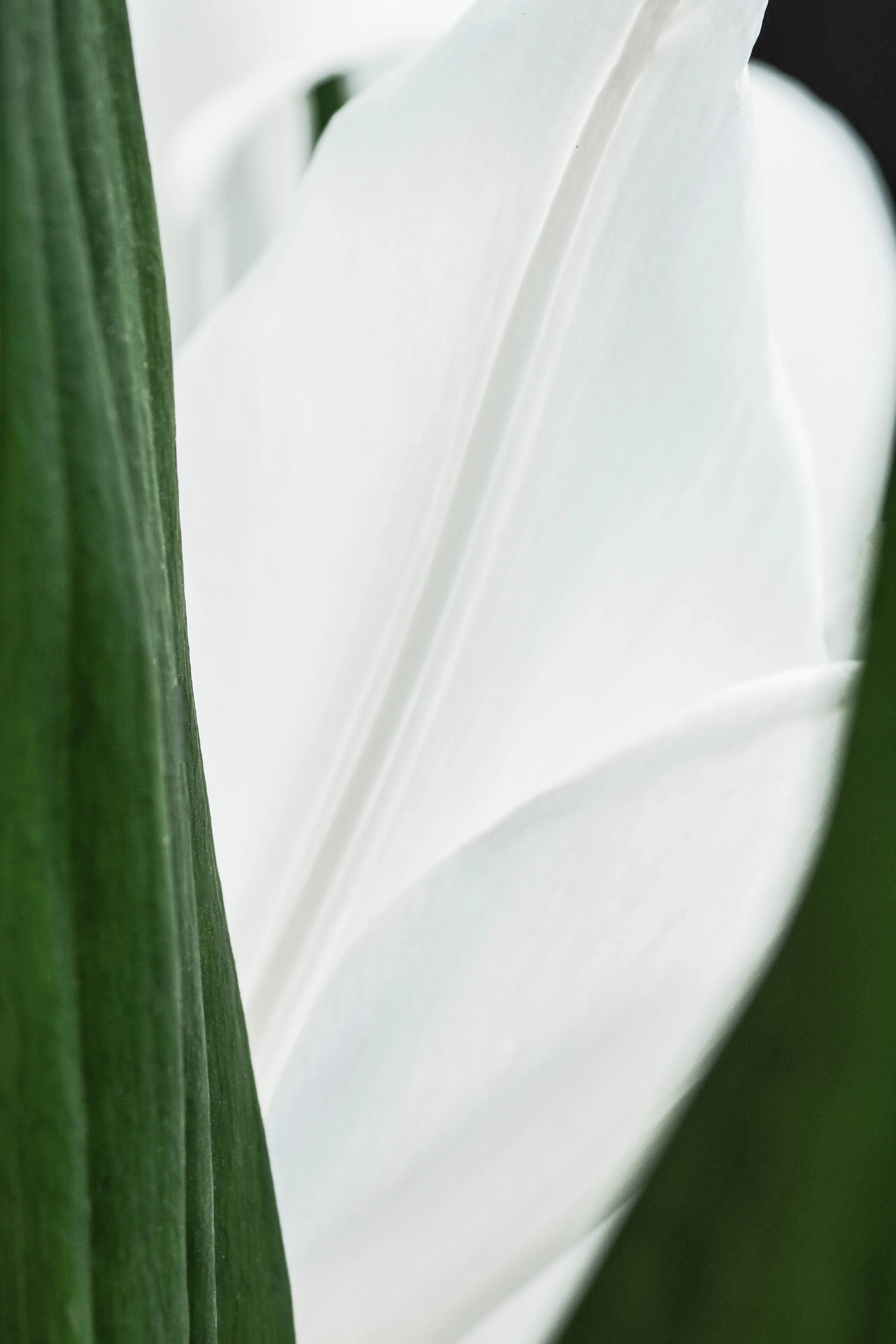 White Grace