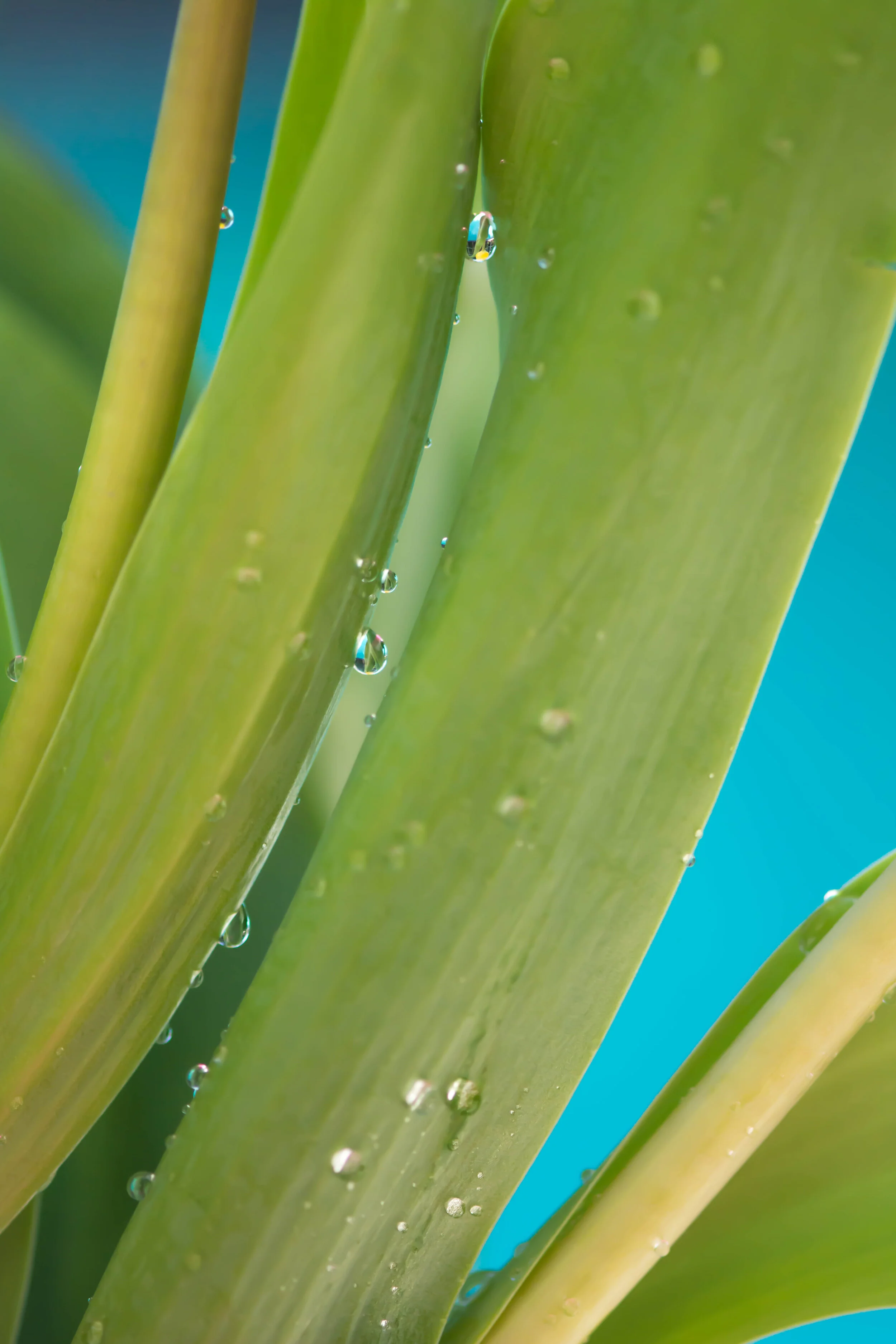 Dew-dropped