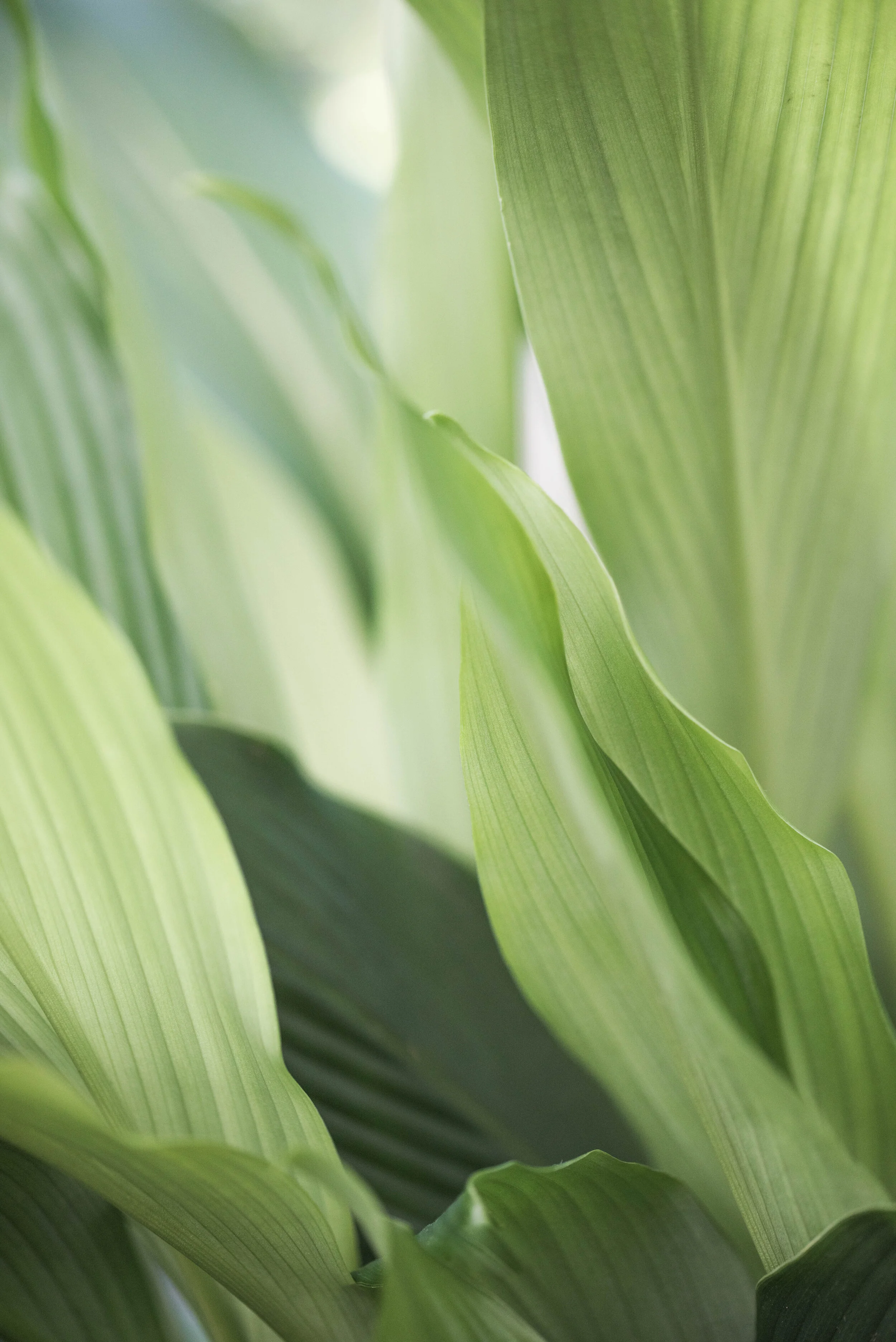 Green Grace
