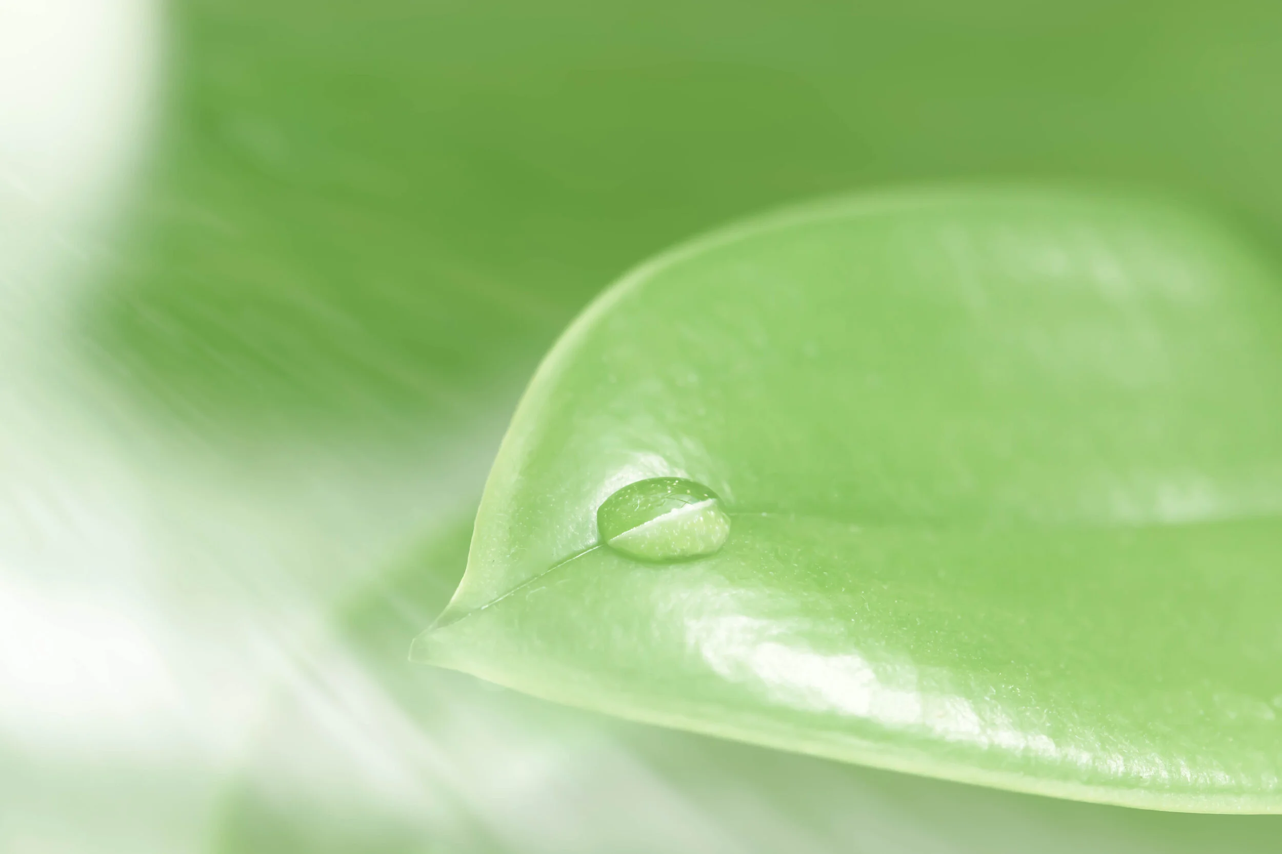 Green Sea