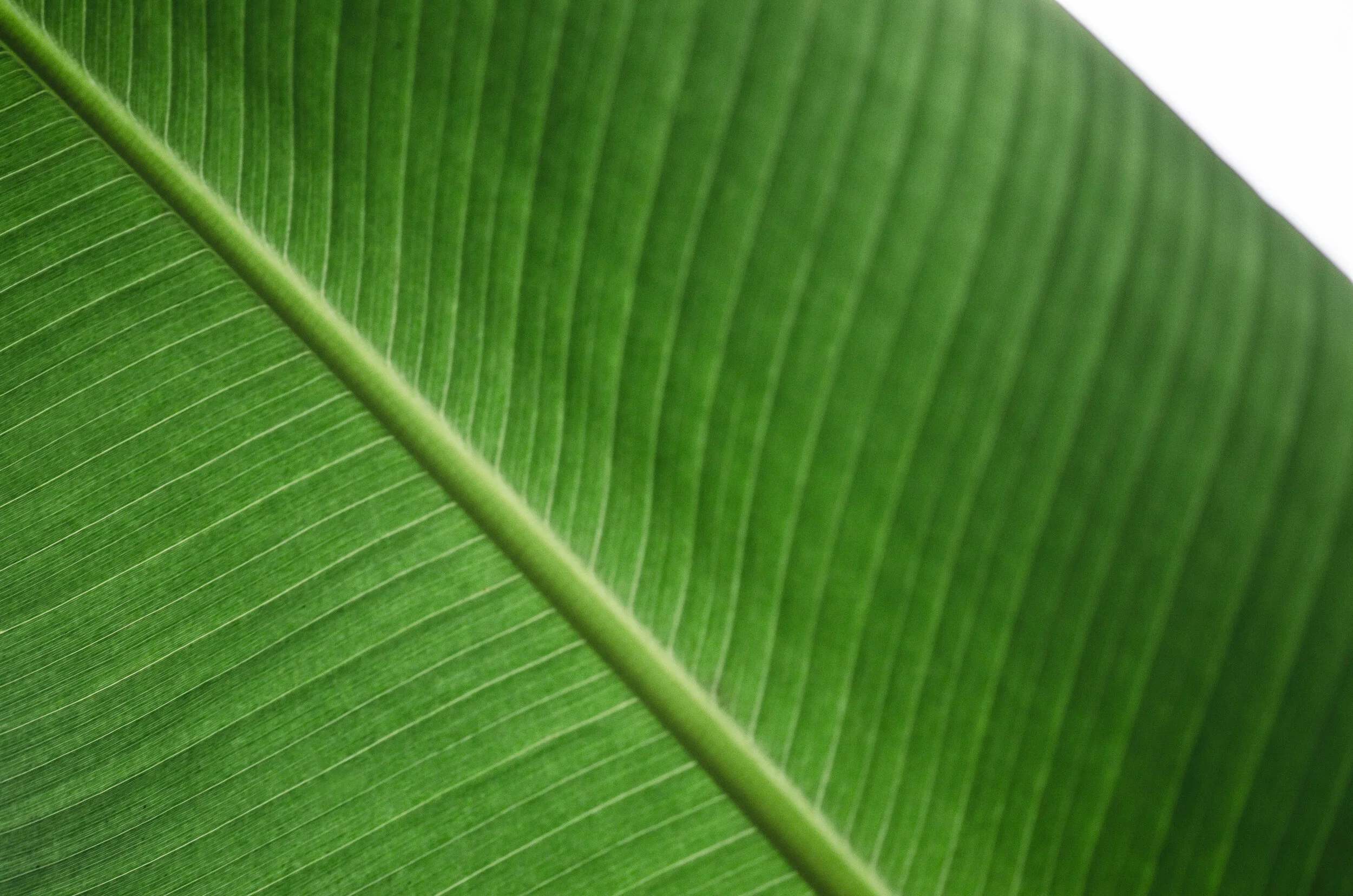 Gone Green