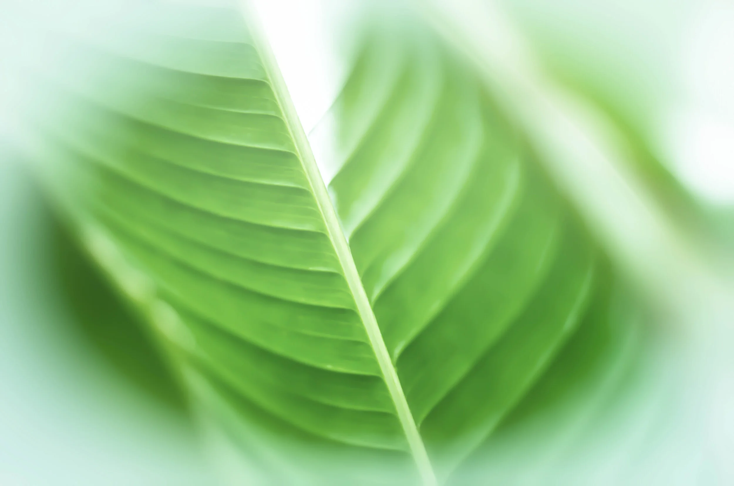 Verdant Mystery