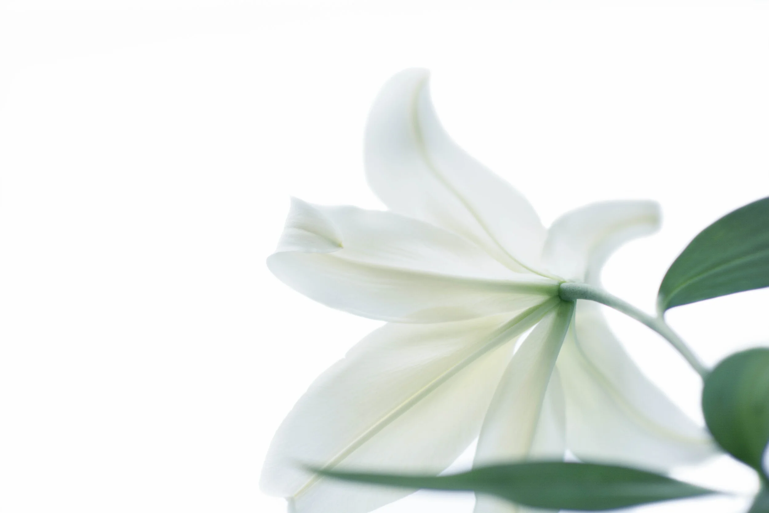 Flora