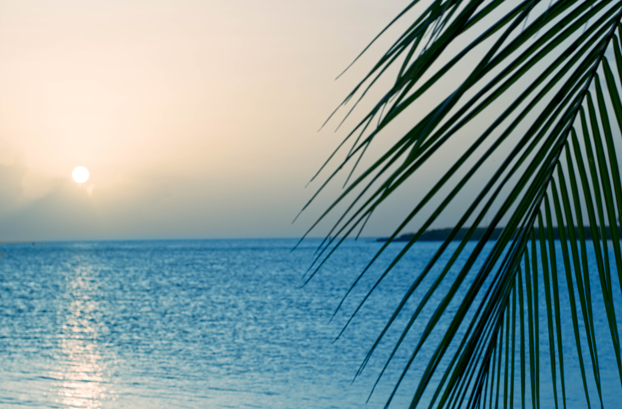Palm