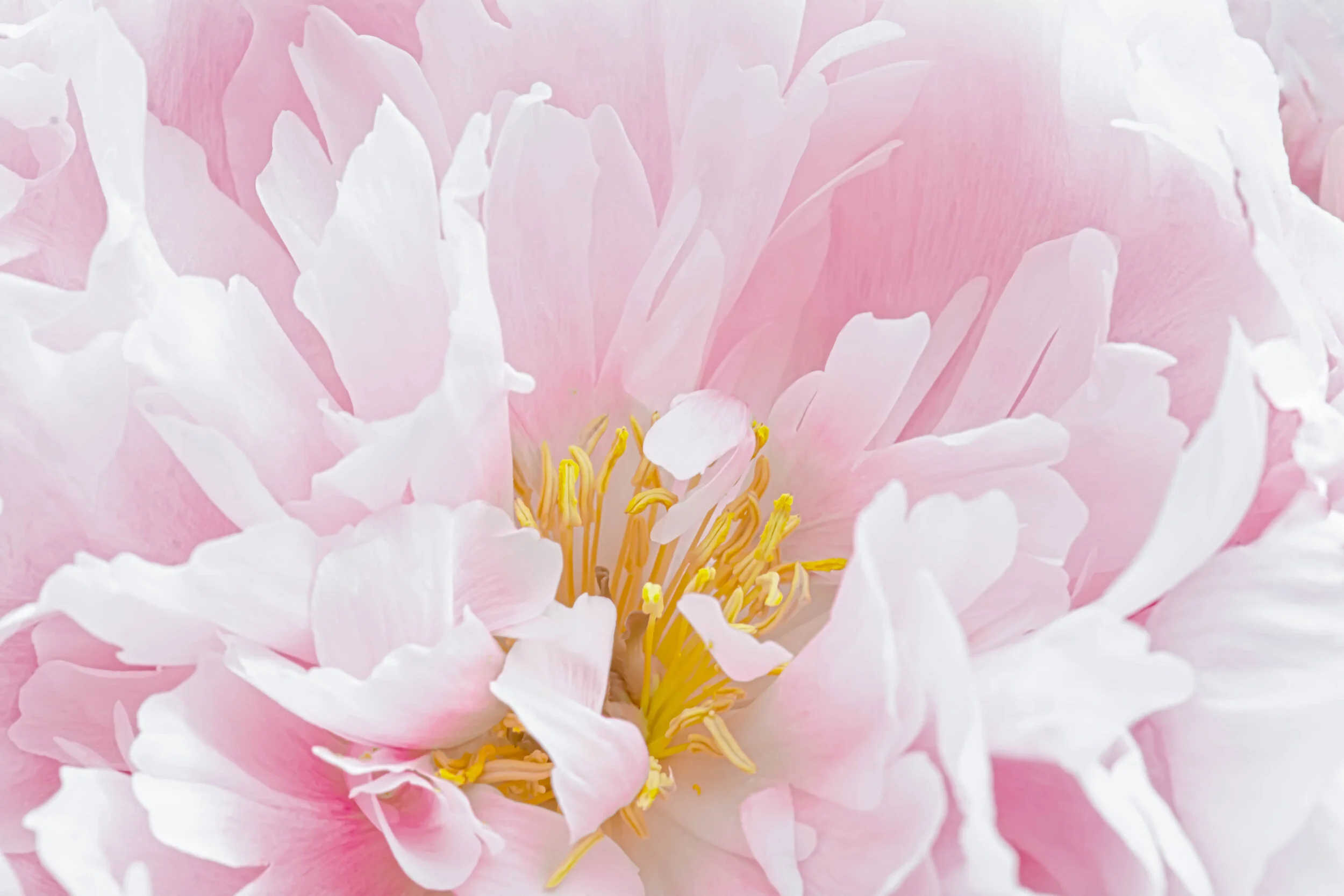 Scent