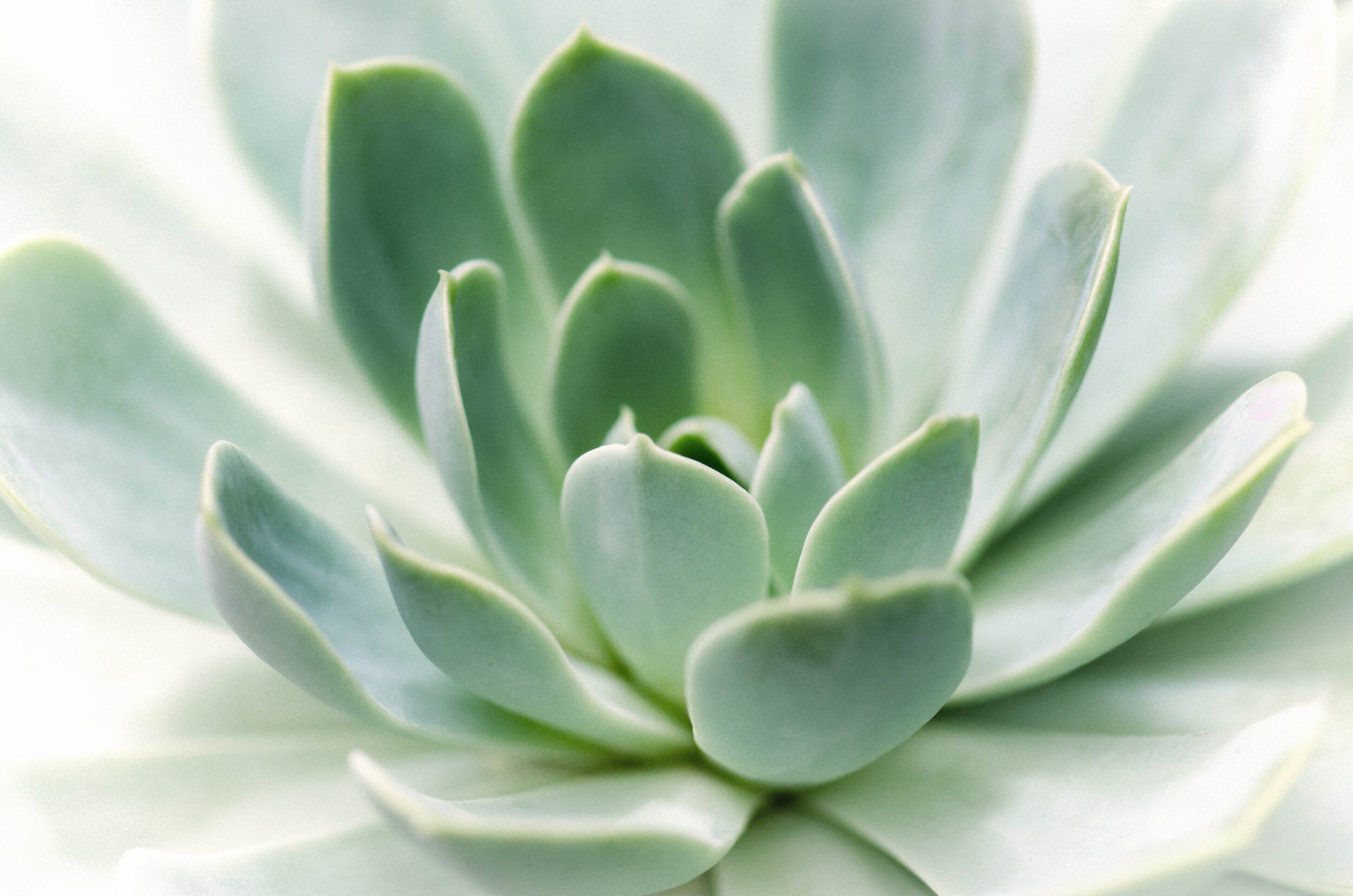 Zen