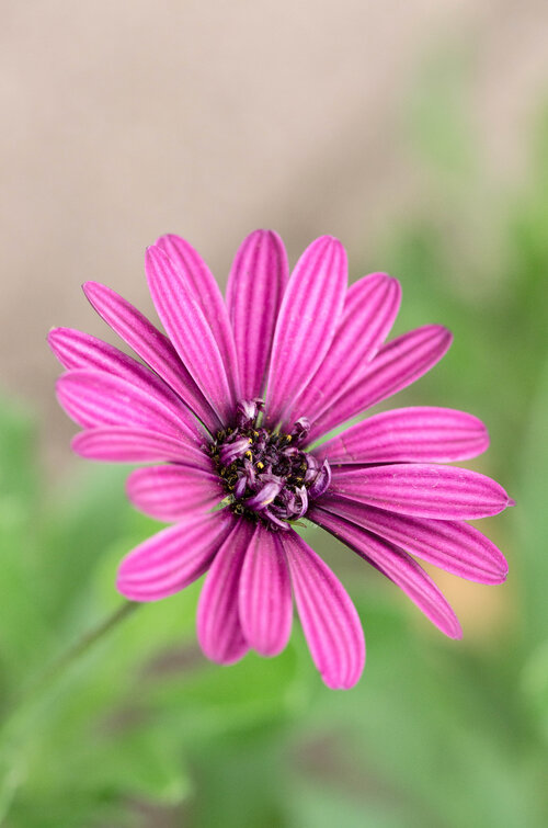 Pink Lady
