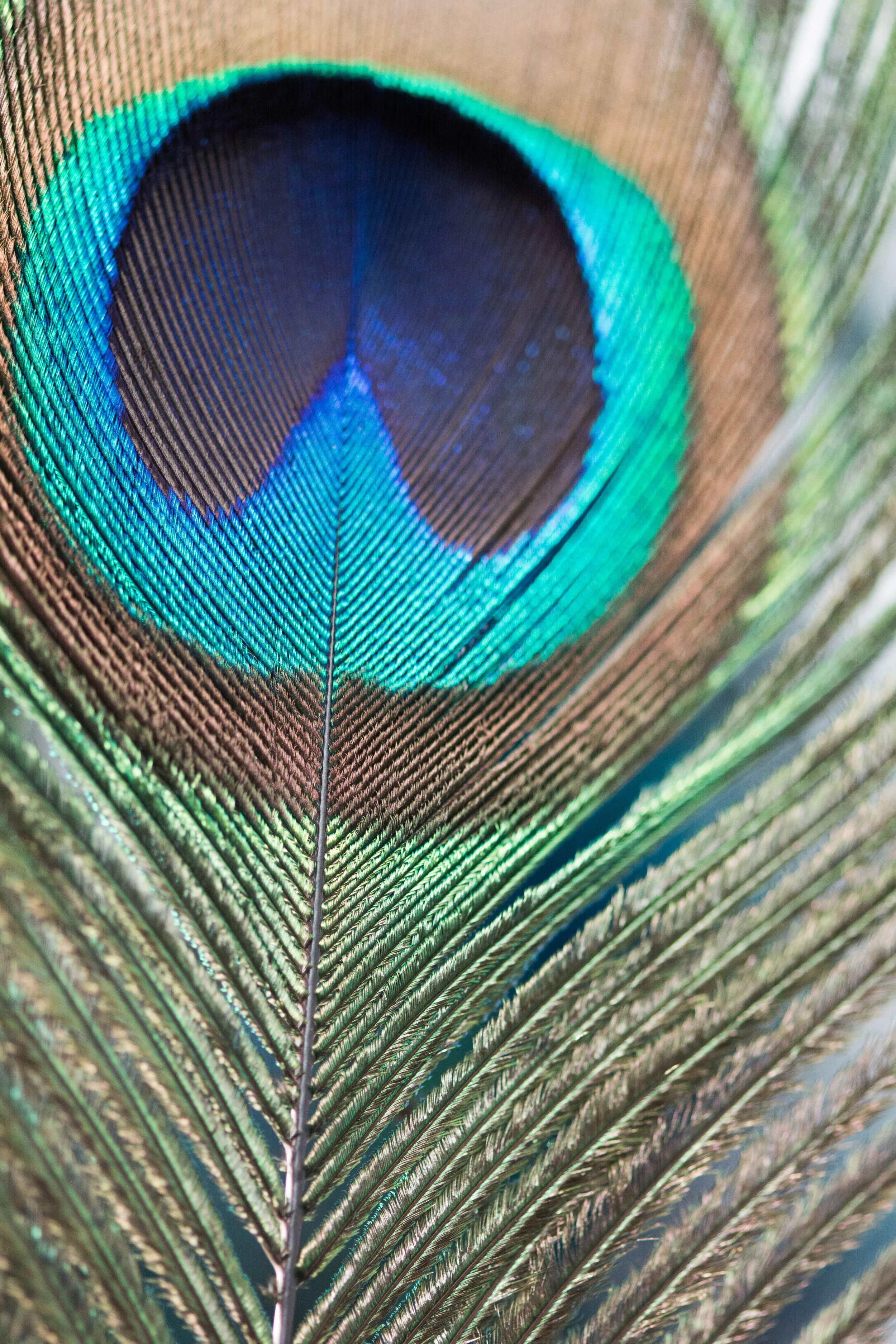 Feathery