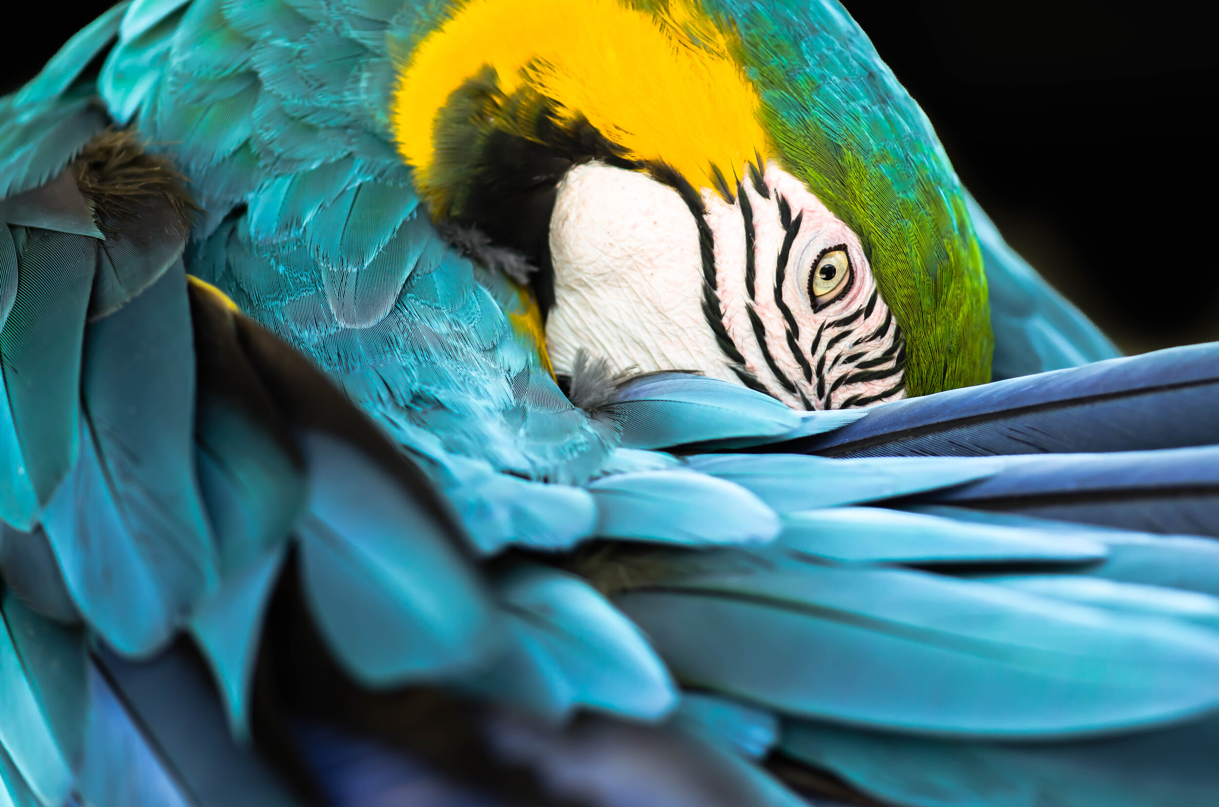 Tribal Bird