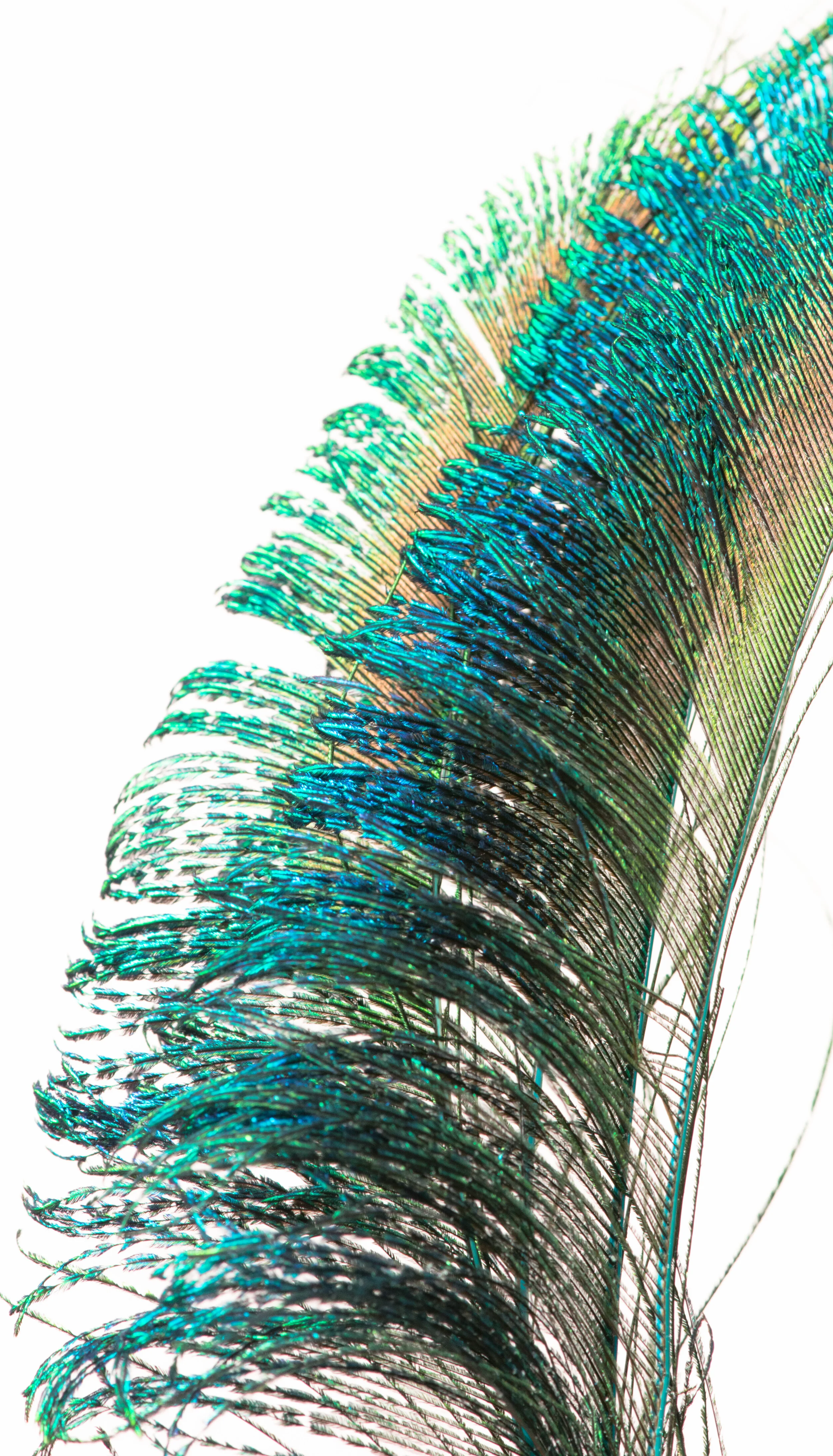 Feather Sail