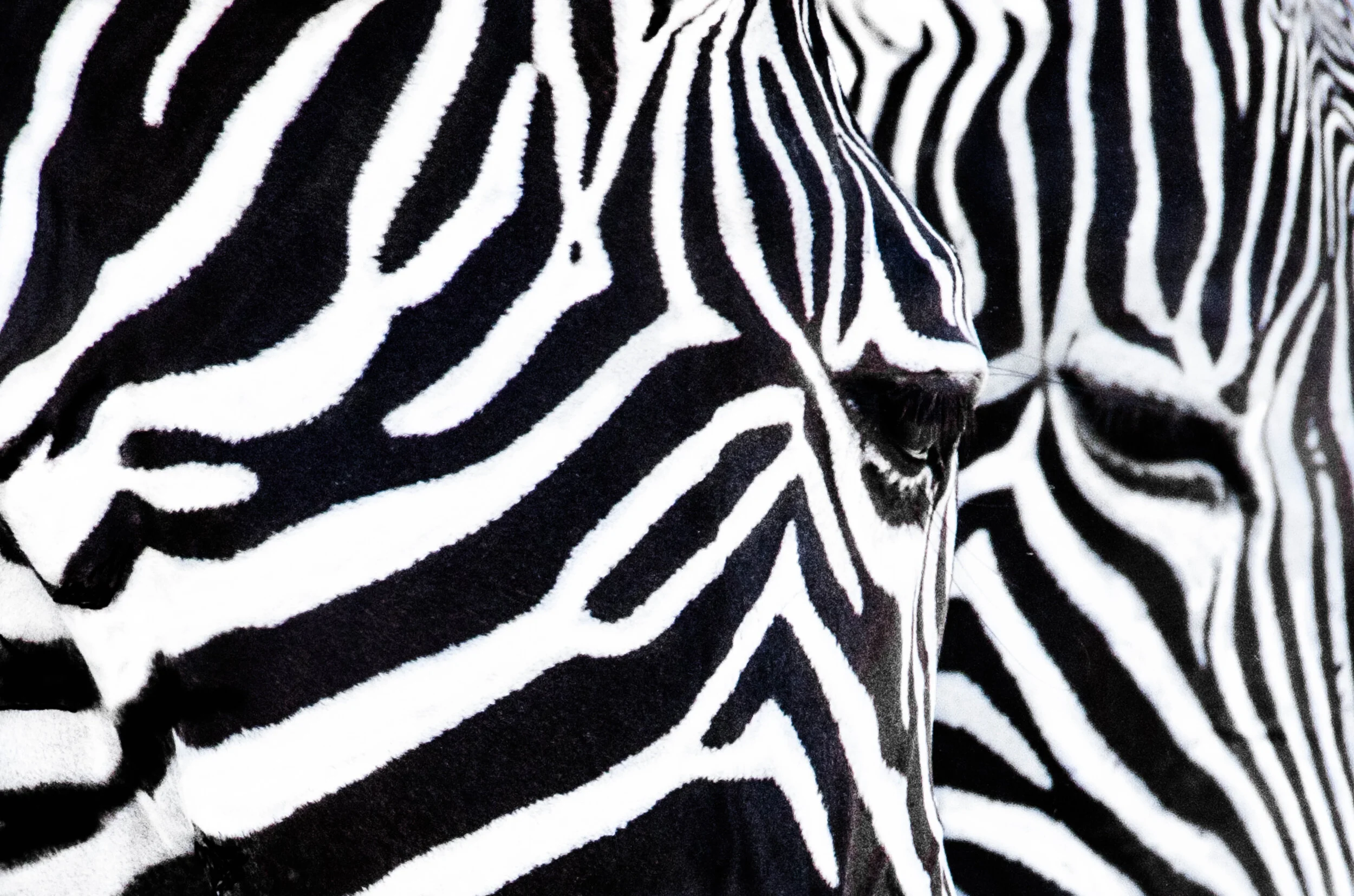 Stripes