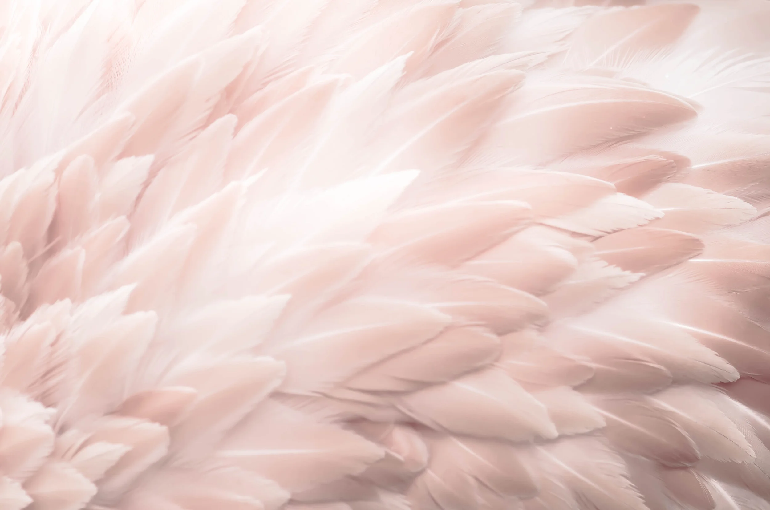 Flamingo Fan