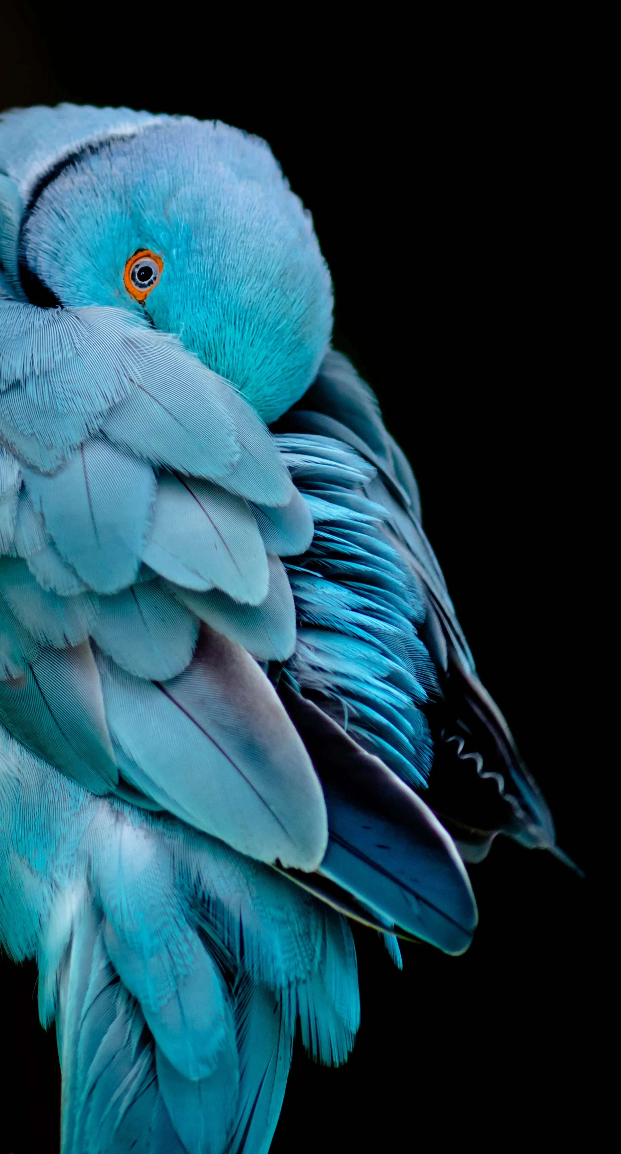 Blue Wing