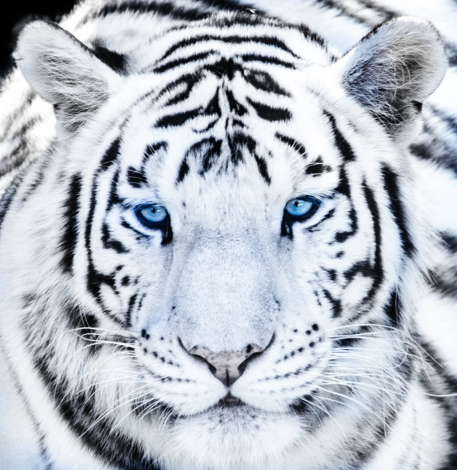 Ice