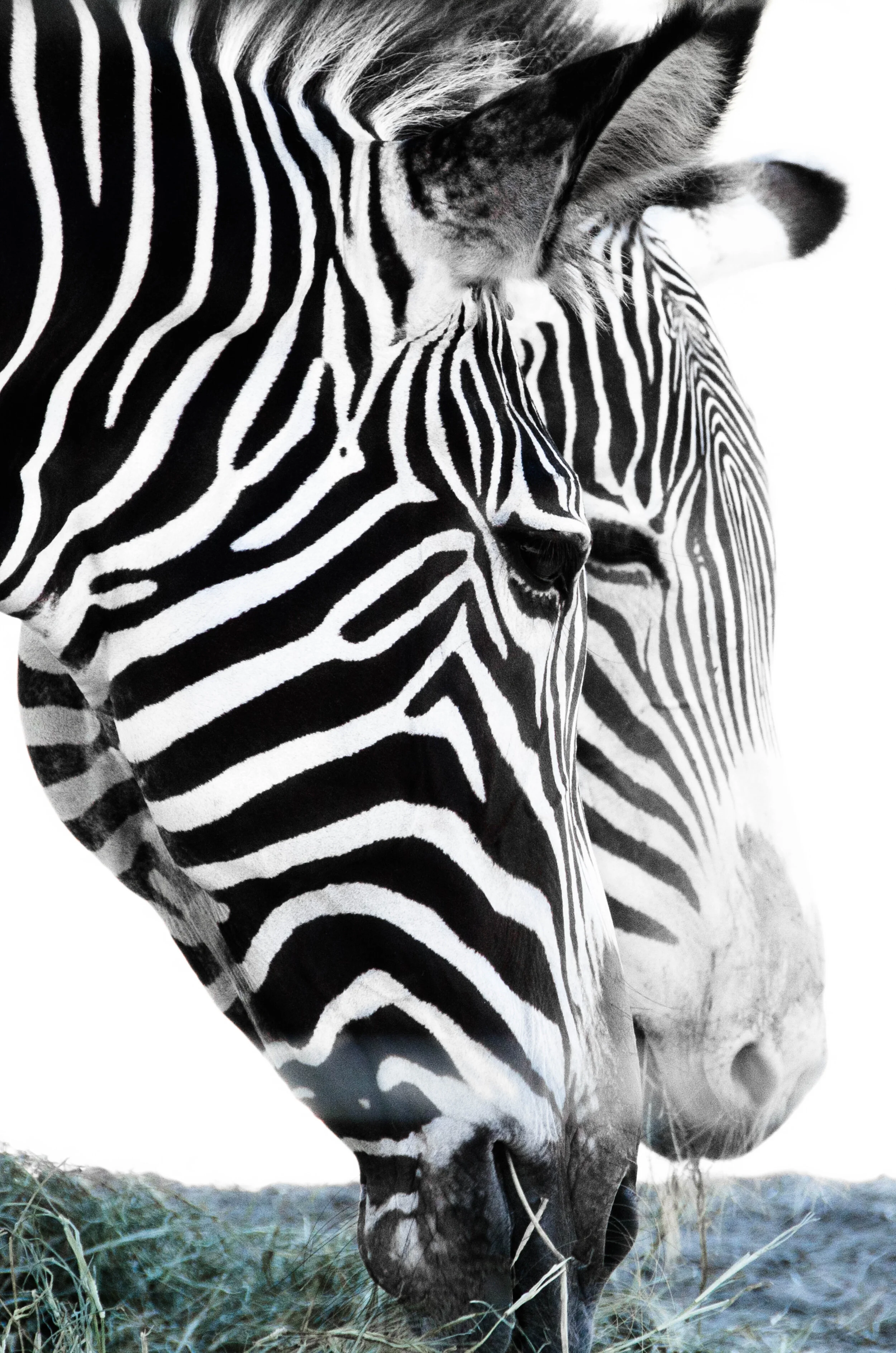 Grazing