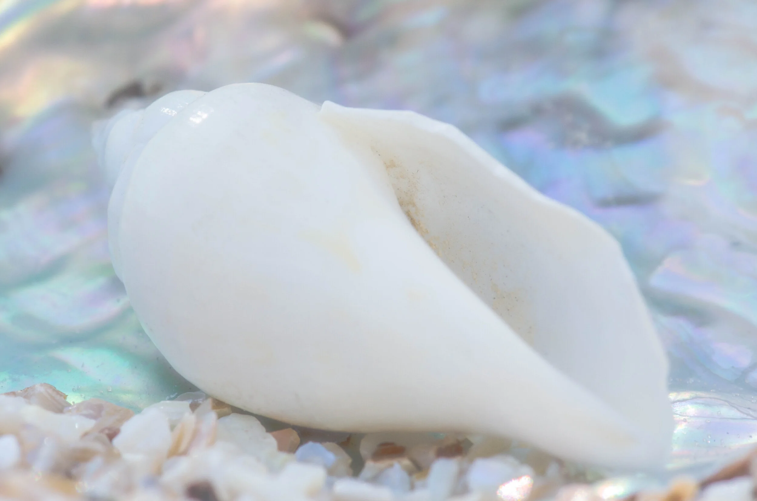 Pale Beauty