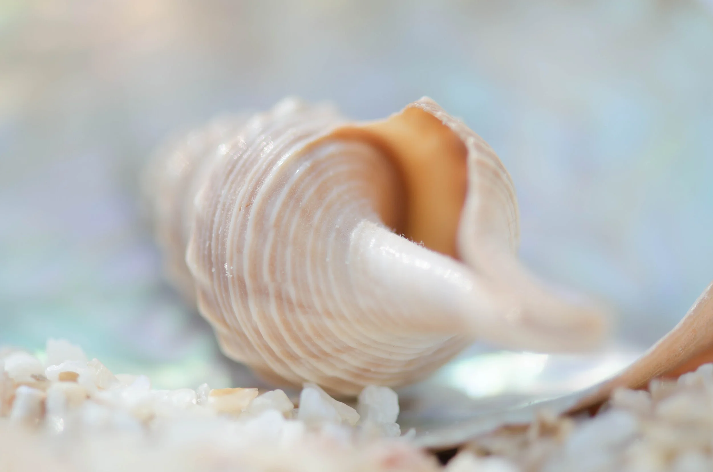 Tidal Treasure