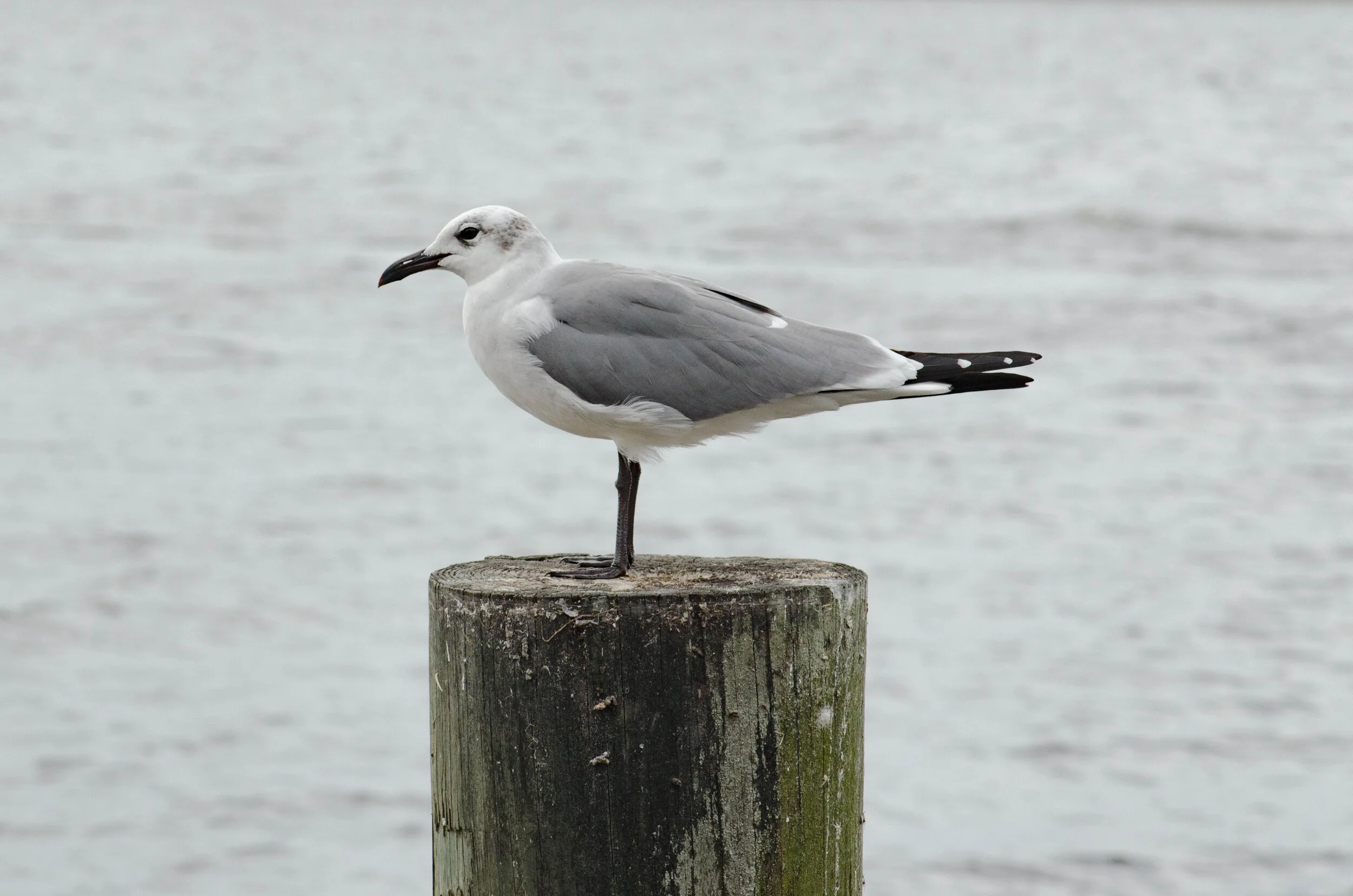 Postmarked