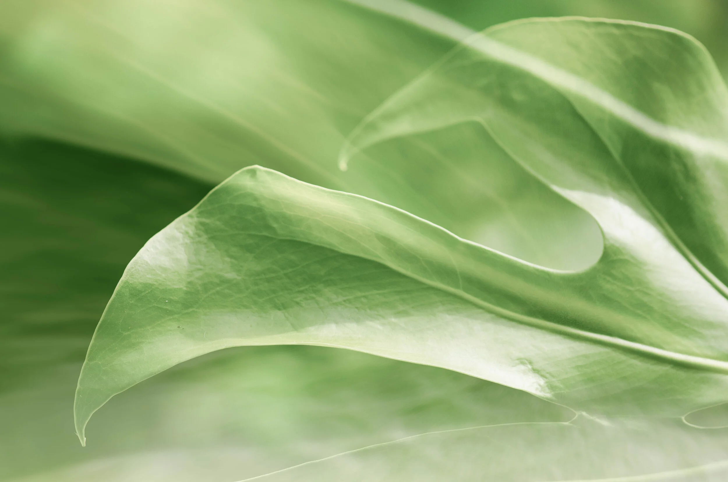 Leaves