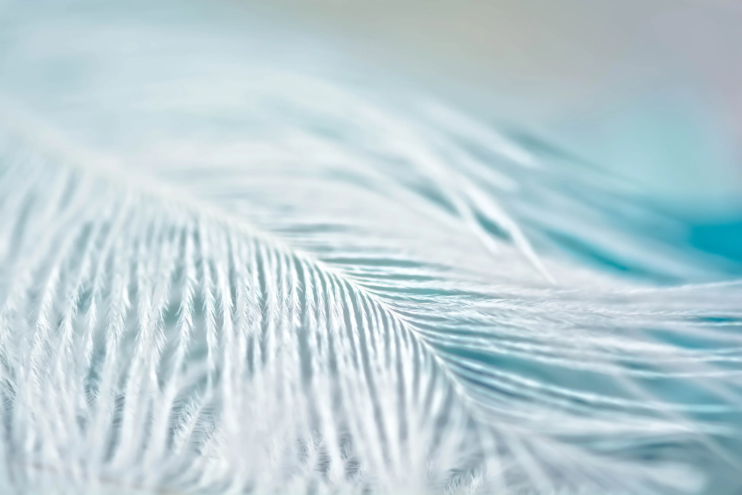 Frosted Feather