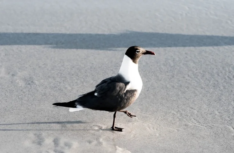 Beach Walk