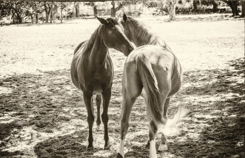 Horsin Around