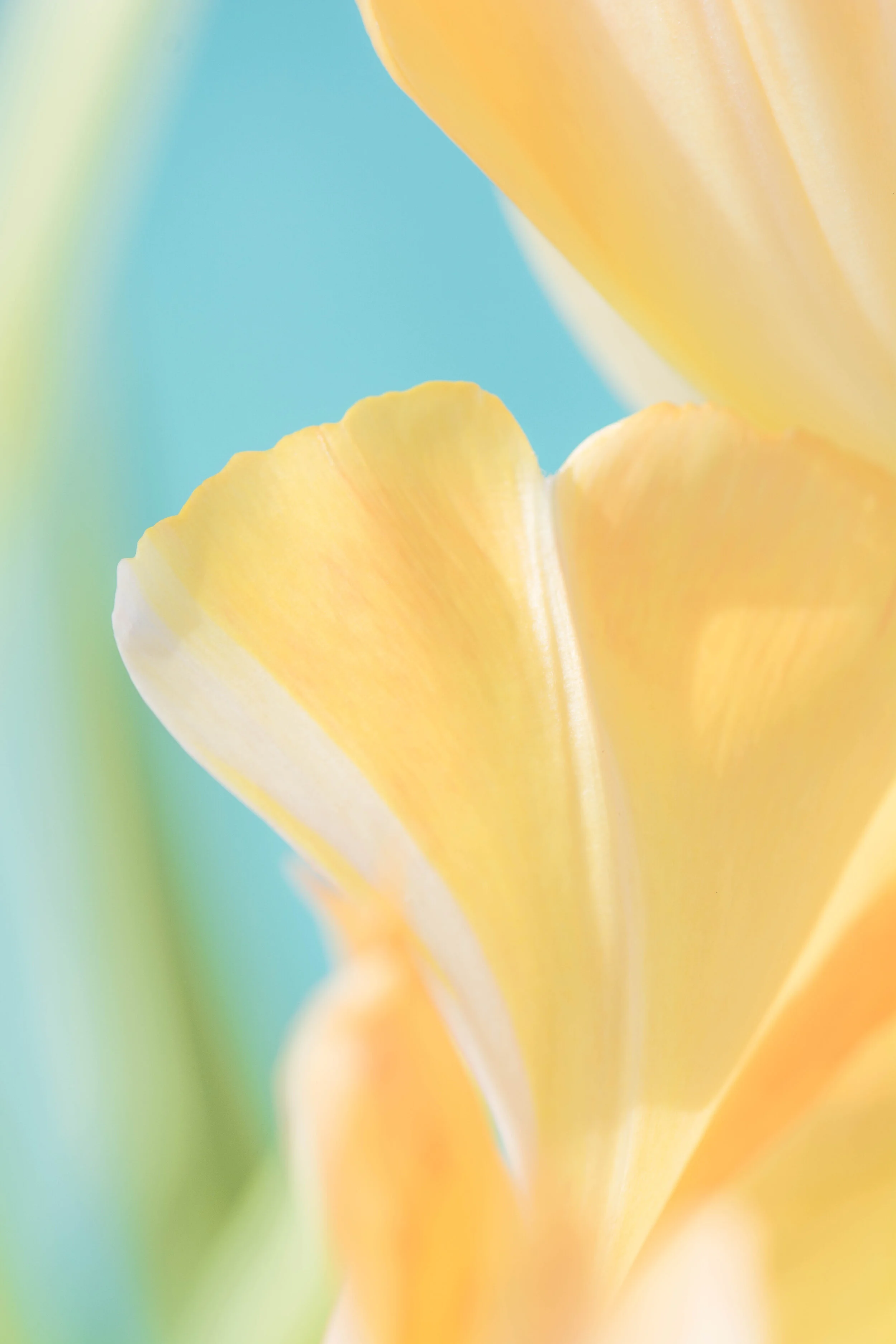 Petal Dance
