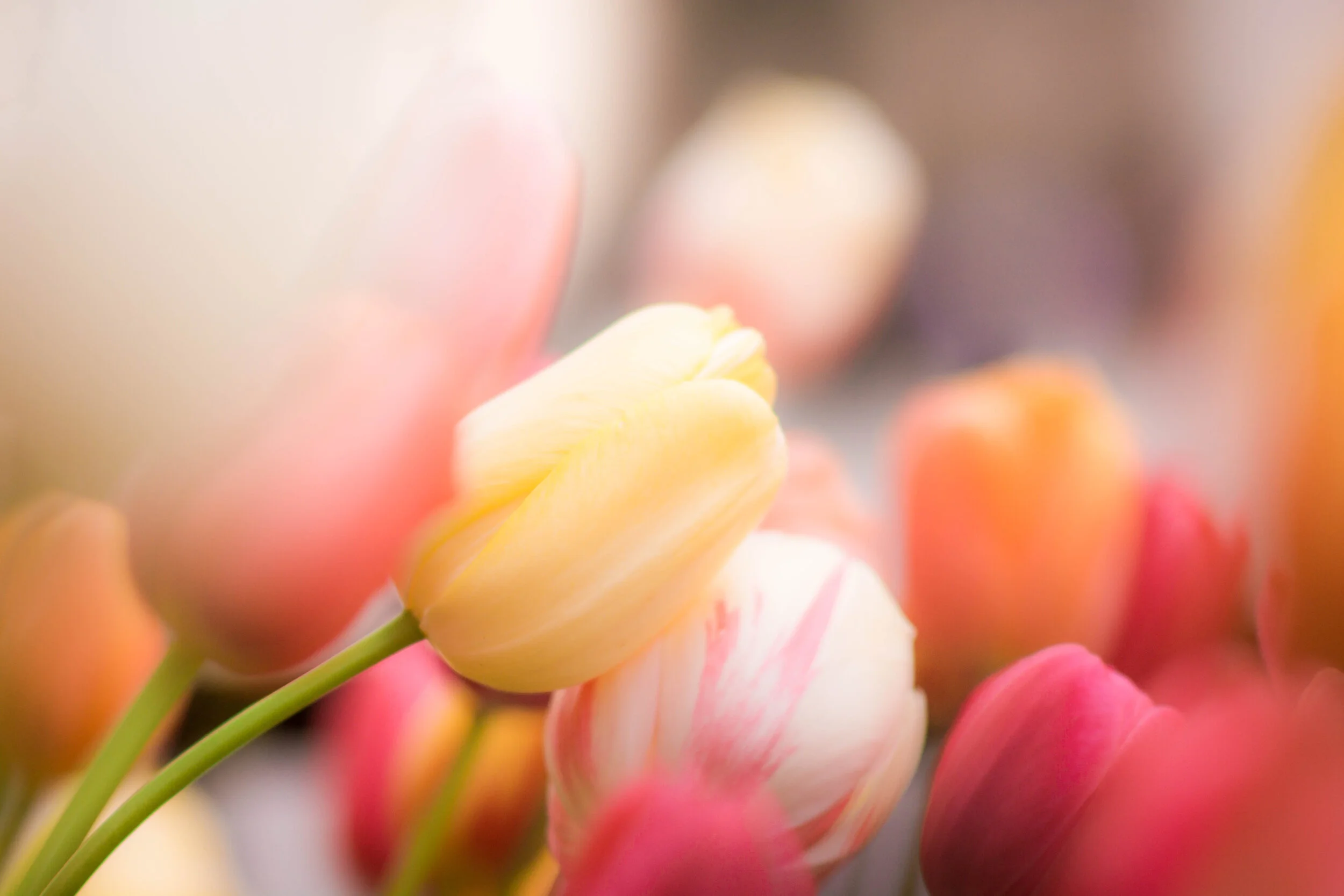 Floral Fiesta