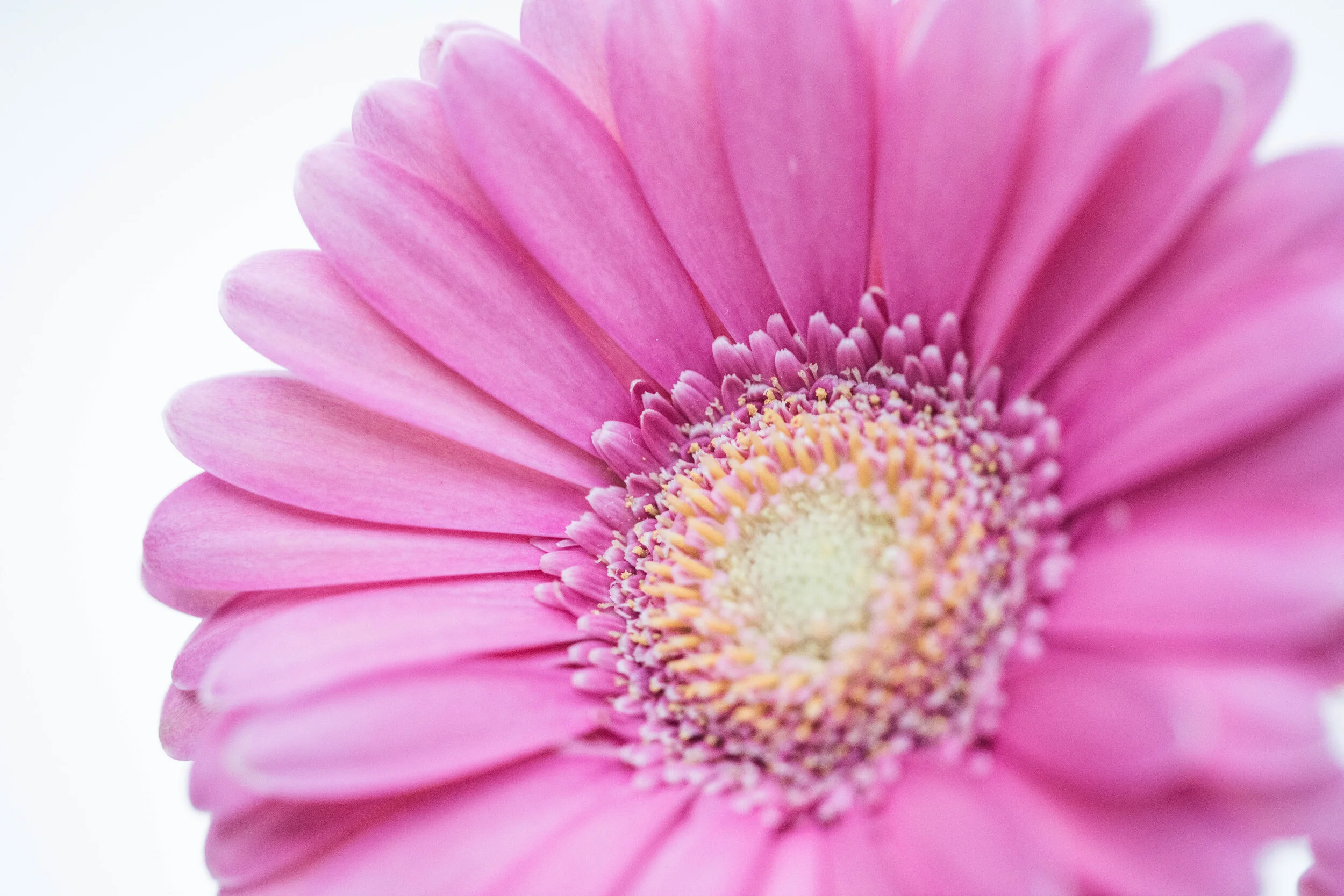 Solitary Pink