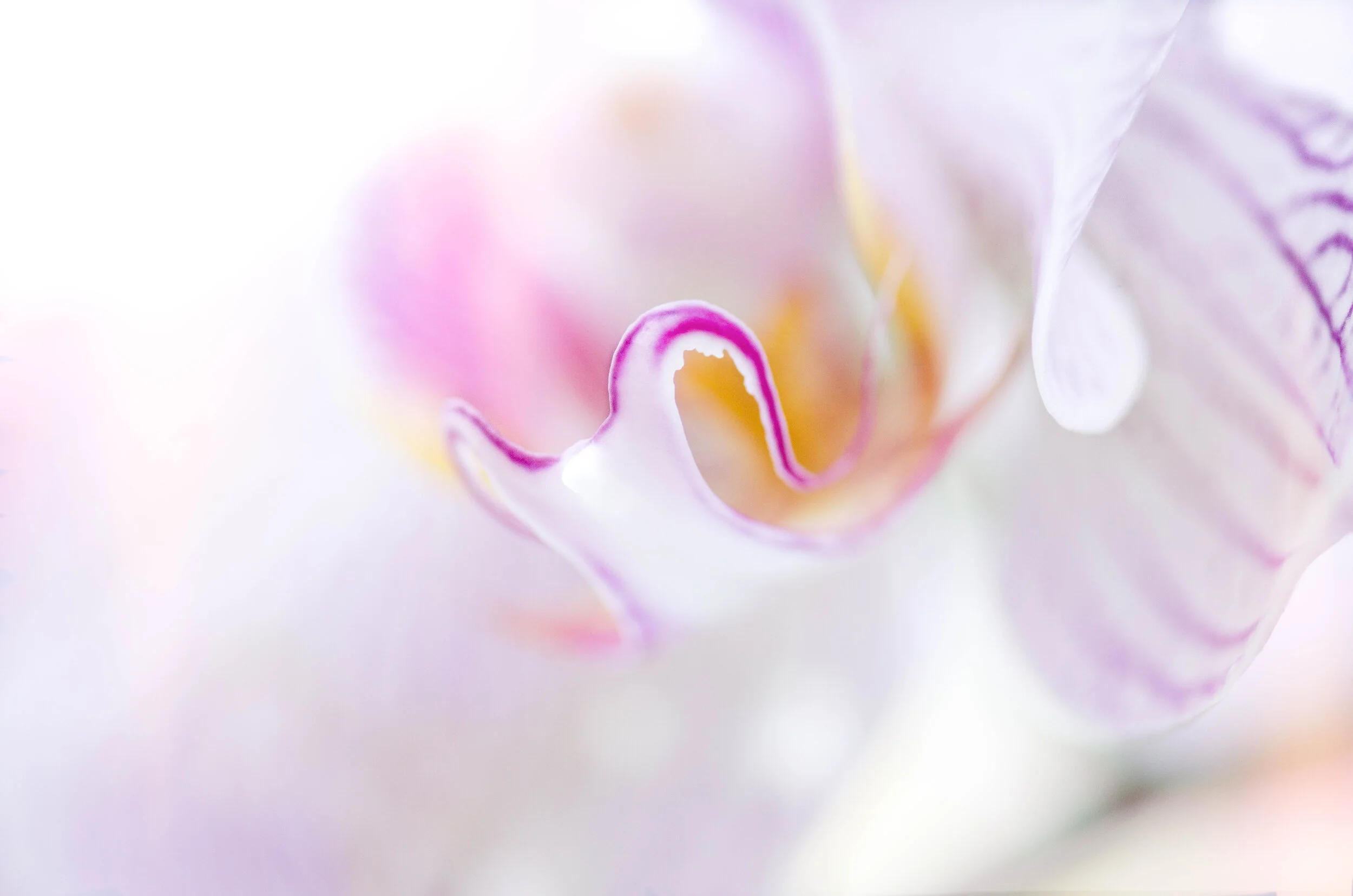 Purple Haze
