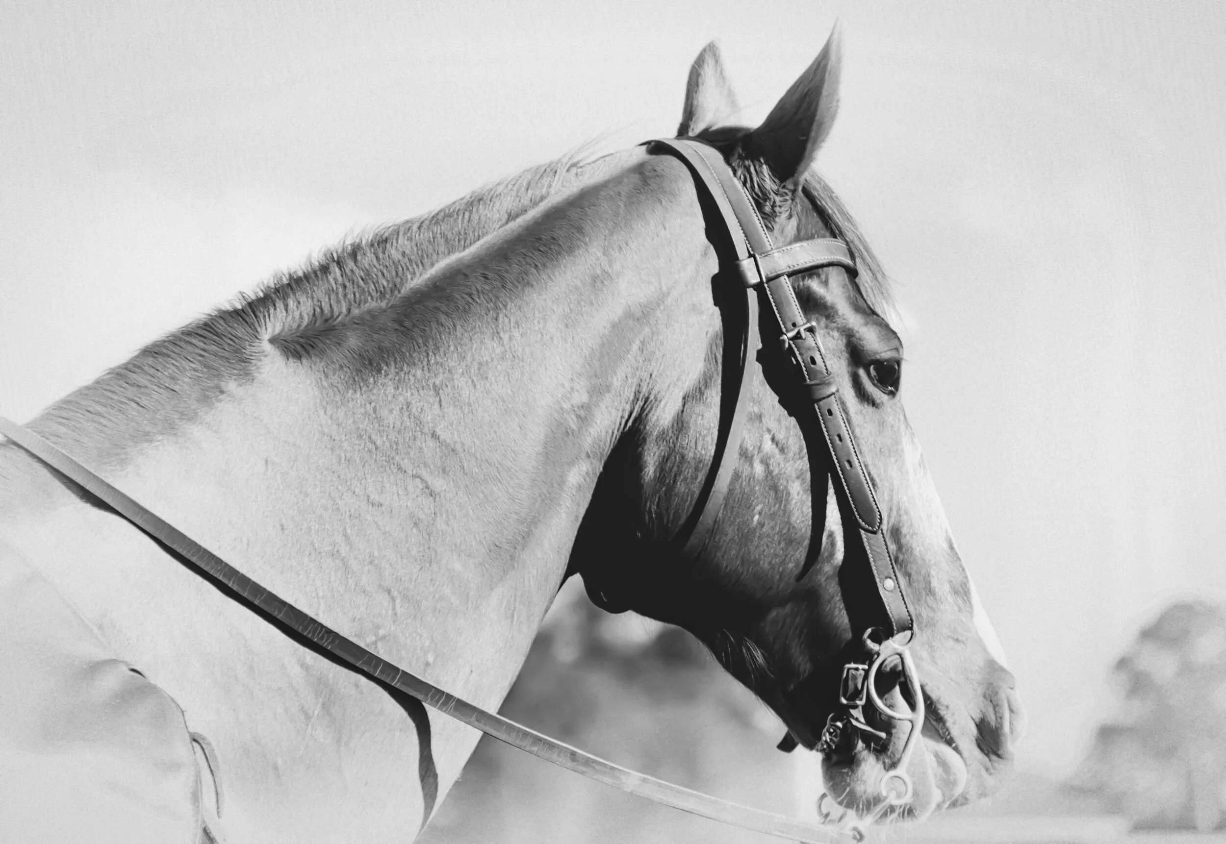 Head Shot