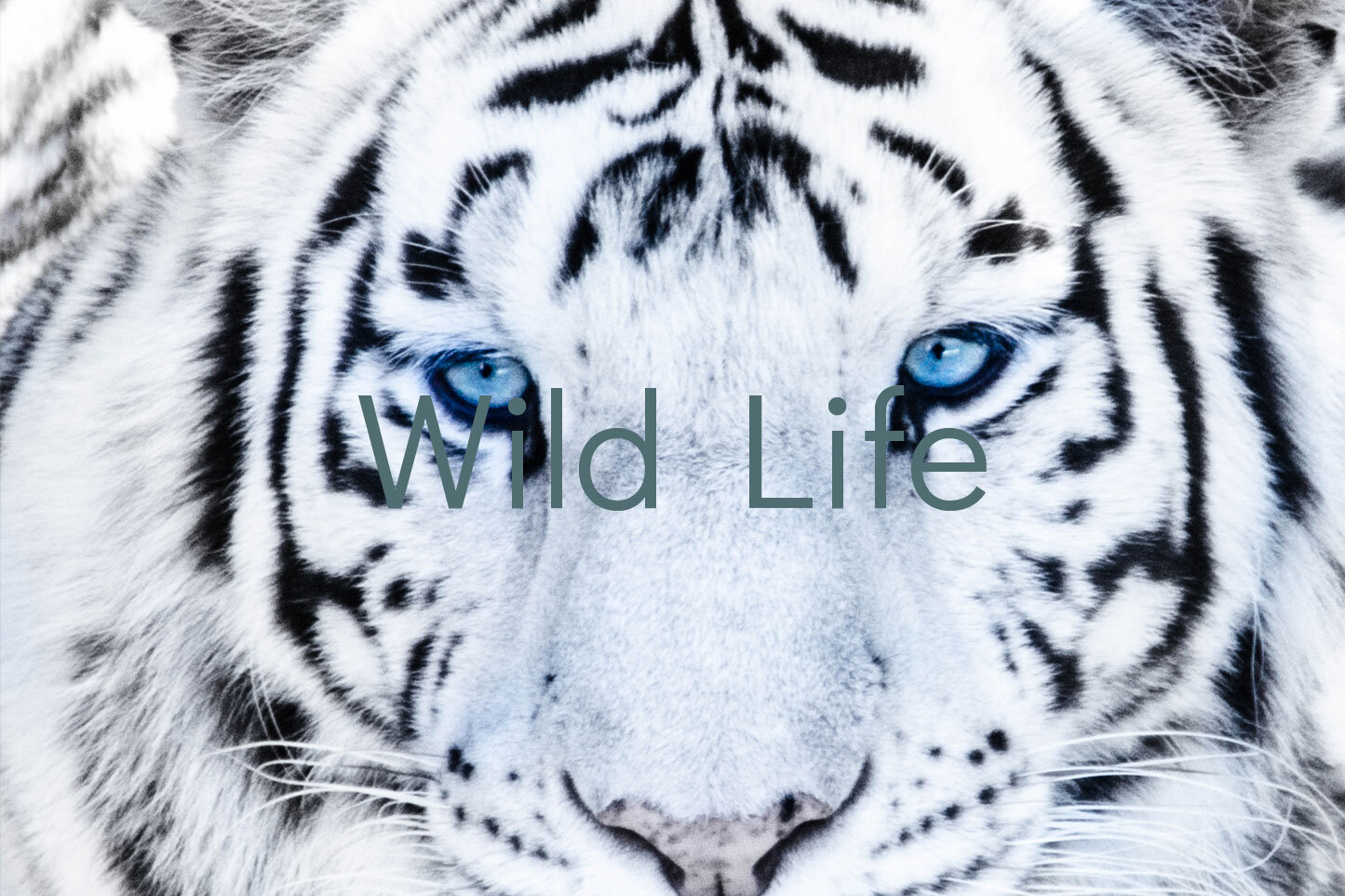 WILD-LIFE.jpg