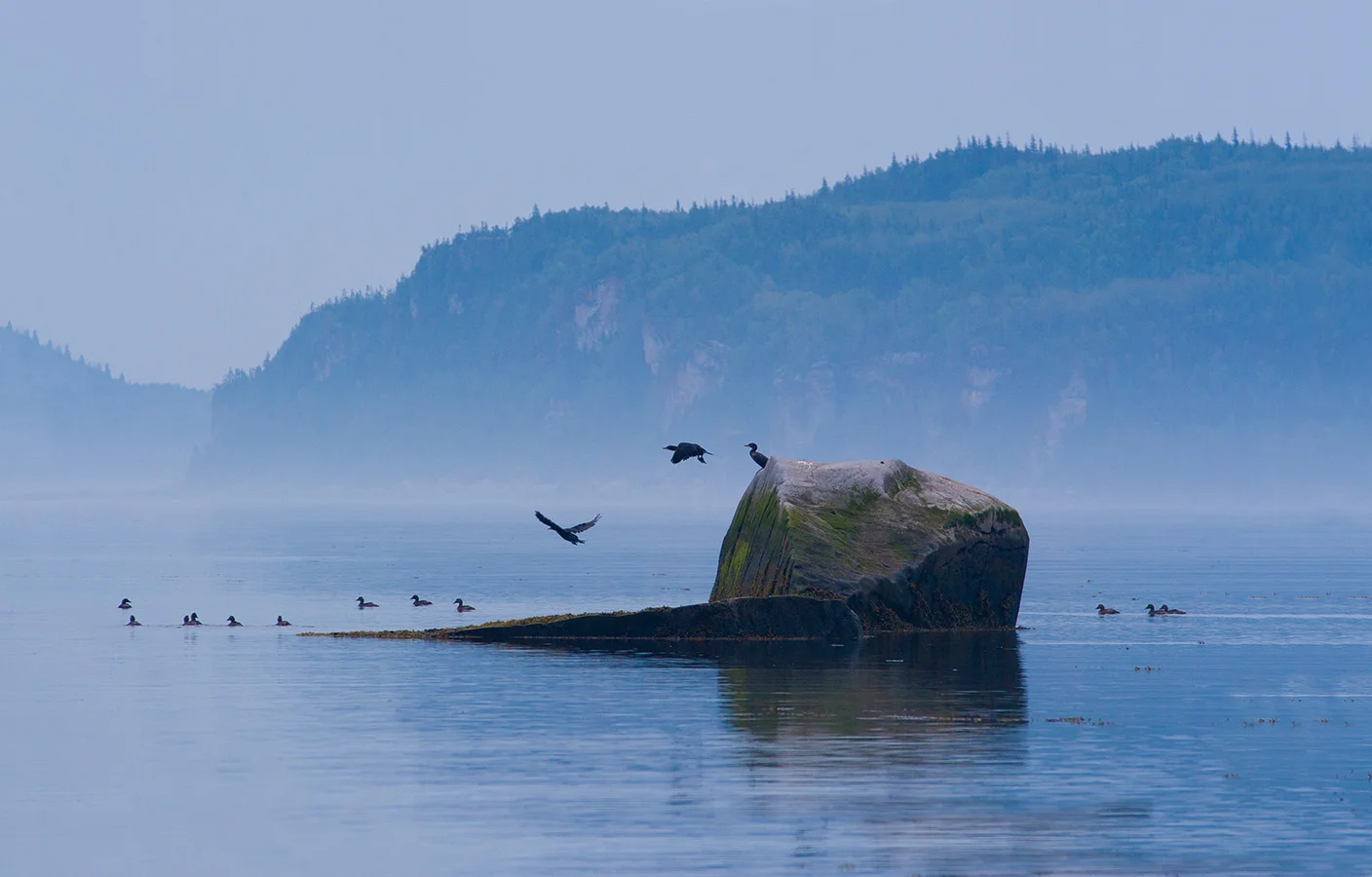 Cormorants in Bic National Park, Quebec canvas$160.0029 inches W x 18 inches H x .75 inch DPhoto canvas of cormorants jumping off a rock in Bic National Park, Quebec. White border.&nbsp;