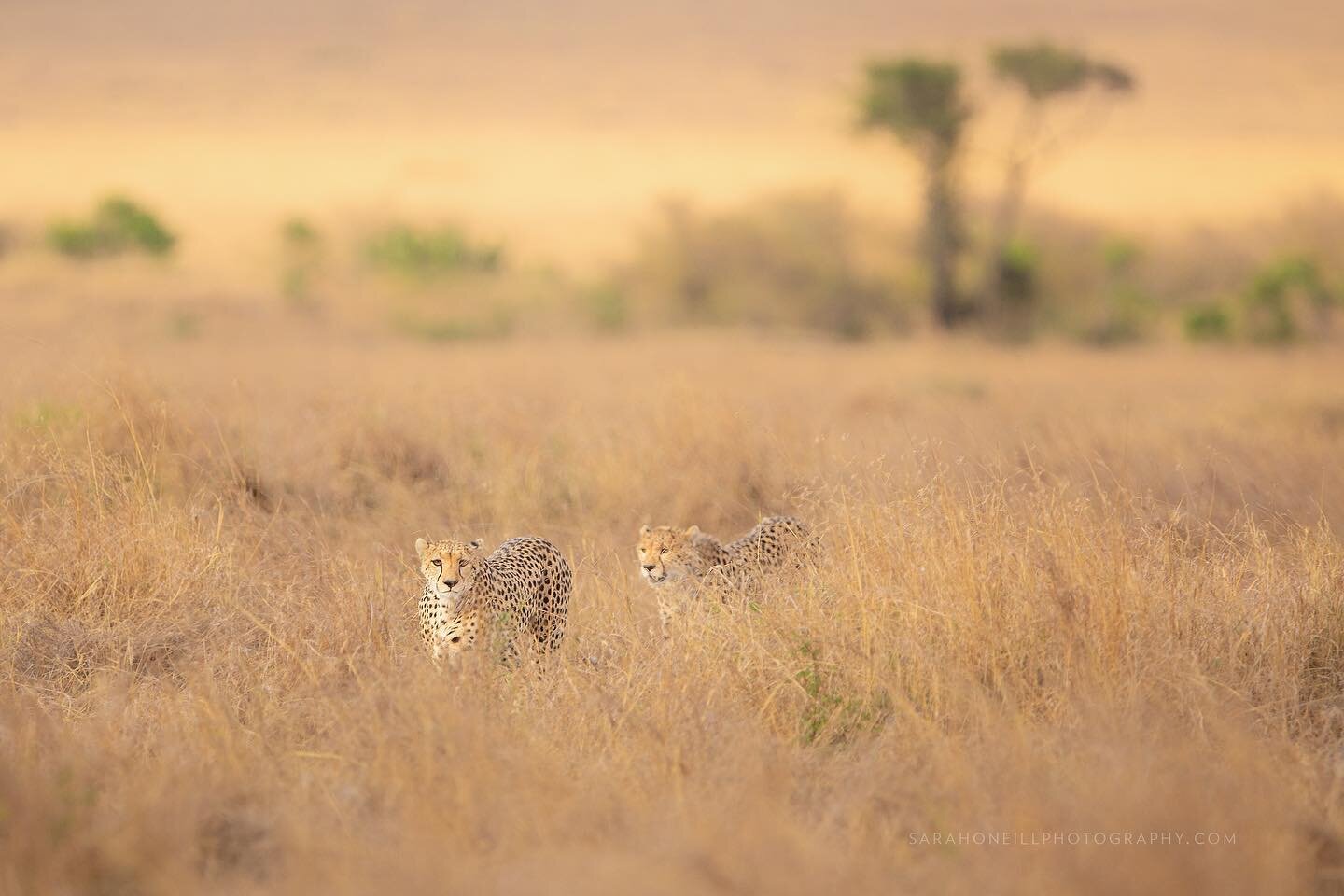 Brothers hunting warthog #cheetah #bigcats #wildlifephotography #naturephotography #cheetahs #masaimara